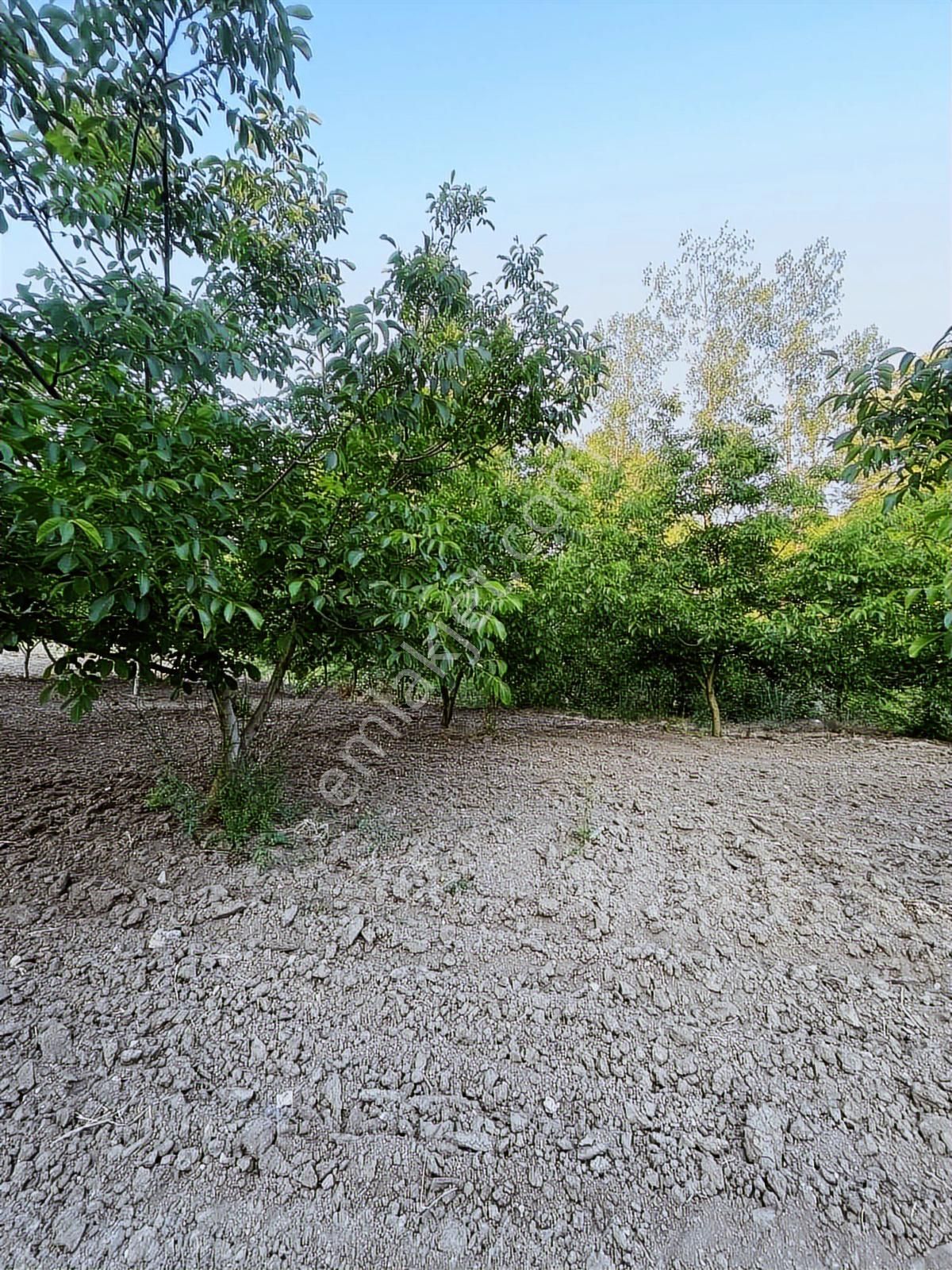 Anka Gayrimenkulden Yenışehirde Satılık Ceviz Bahçesi - Görsel 18