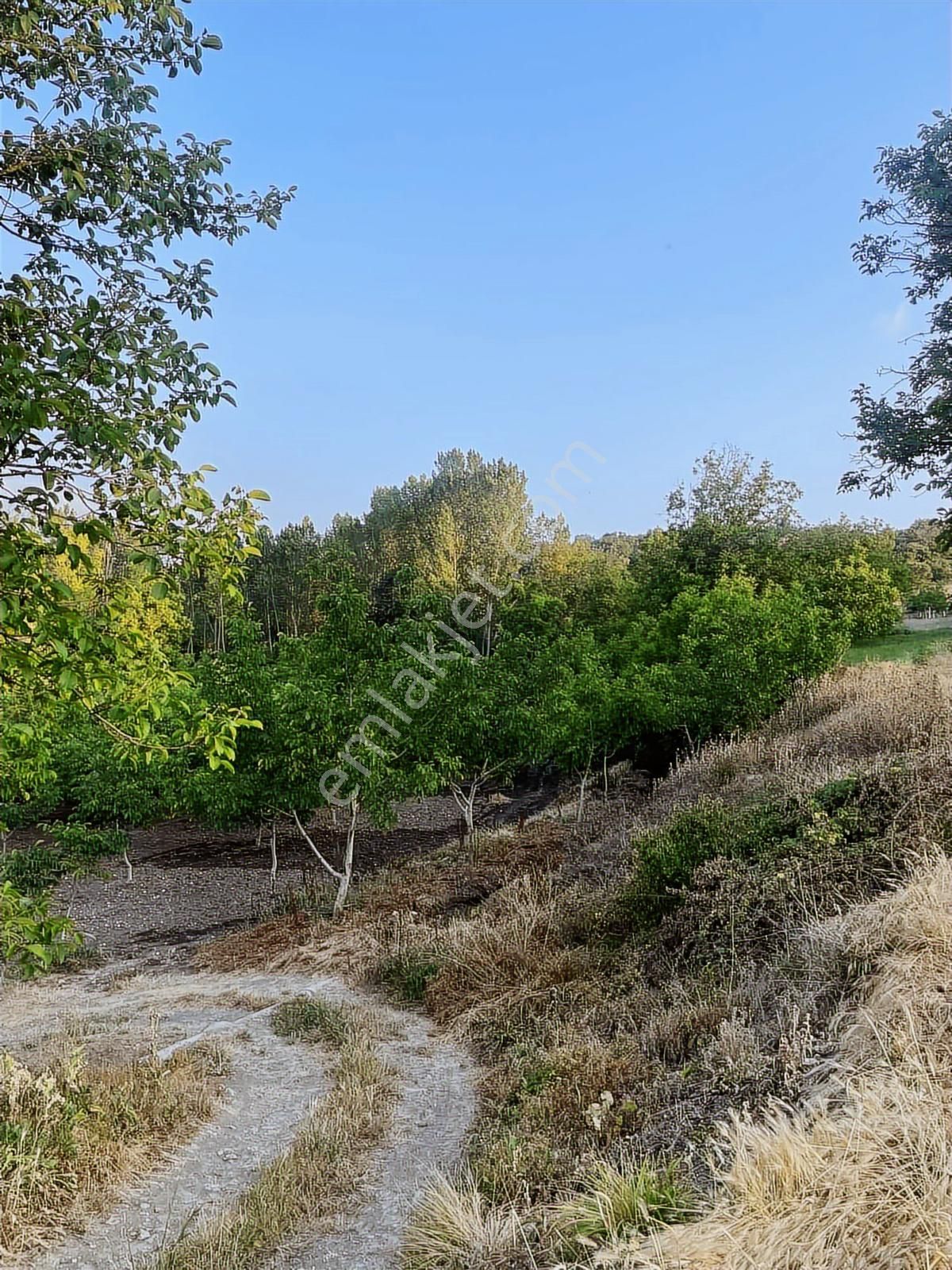 Anka Gayrimenkulden Yenışehirde Satılık Ceviz Bahçesi - Görsel 4