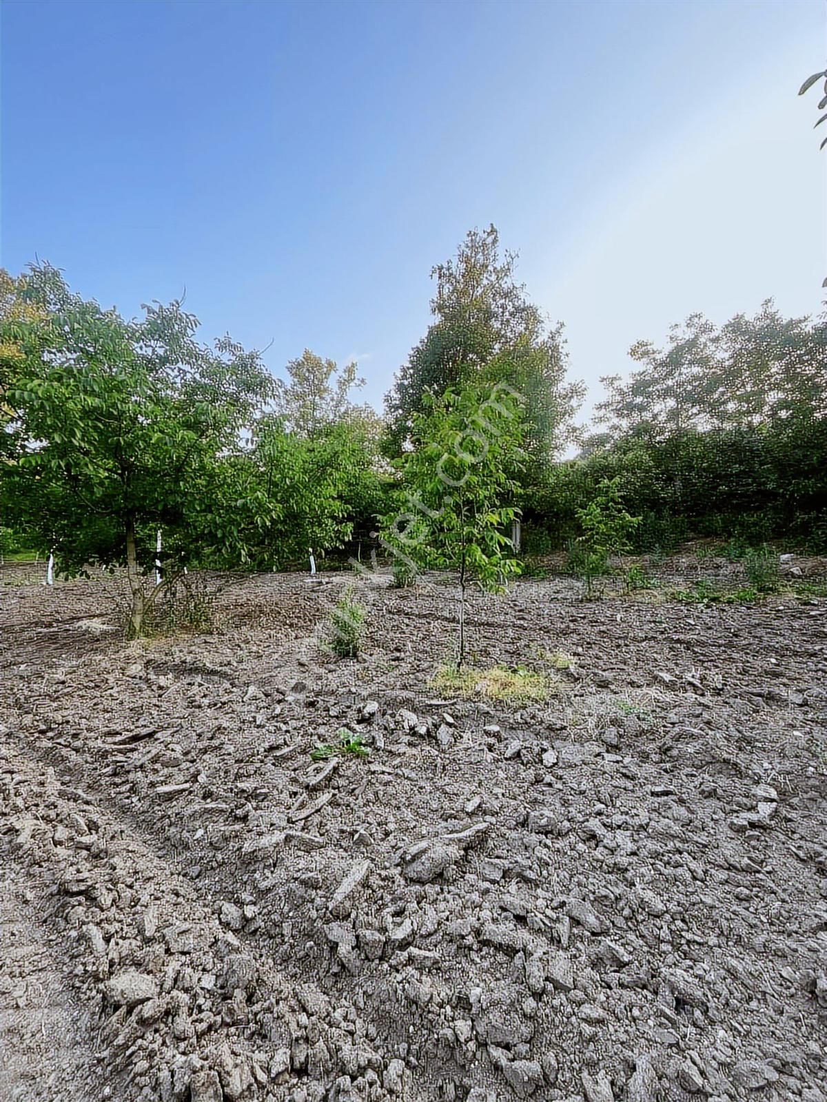 Anka Gayrimenkulden Yenışehirde Satılık Ceviz Bahçesi - Görsel 12