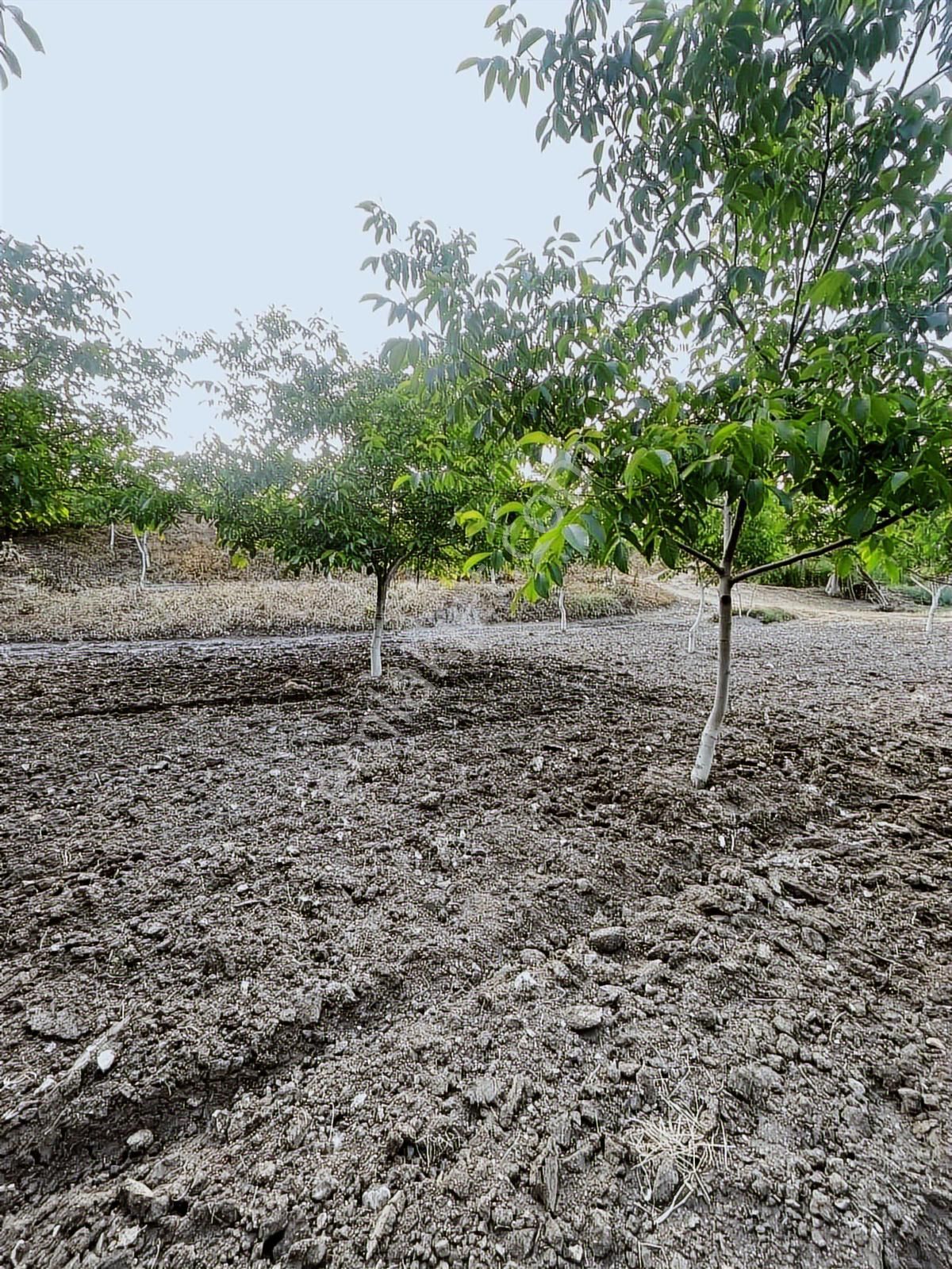 Anka Gayrimenkulden Yenışehirde Satılık Ceviz Bahçesi - Görsel 9