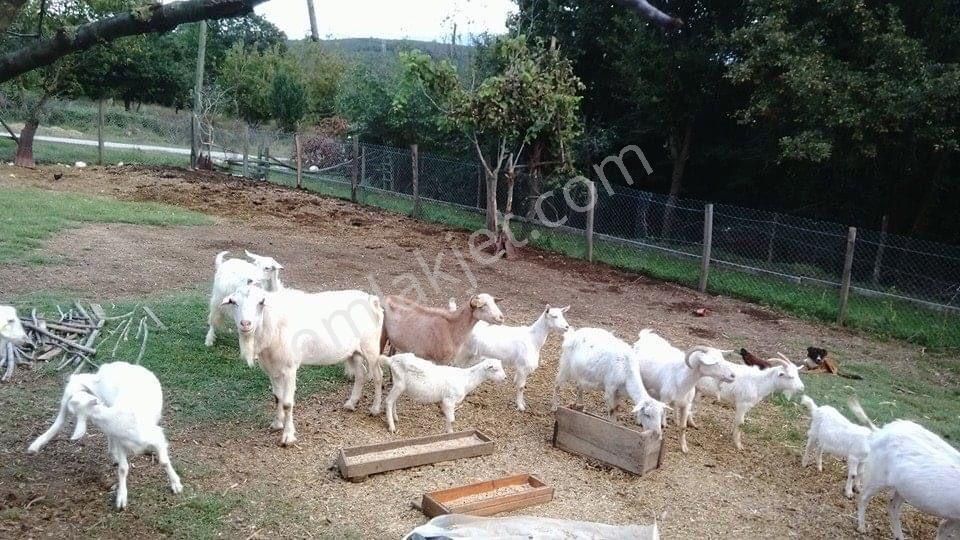 Düzce Çilimlide Kaçılrılmaz Fırsat 3+1 Çiftlik Evi - Görsel 7