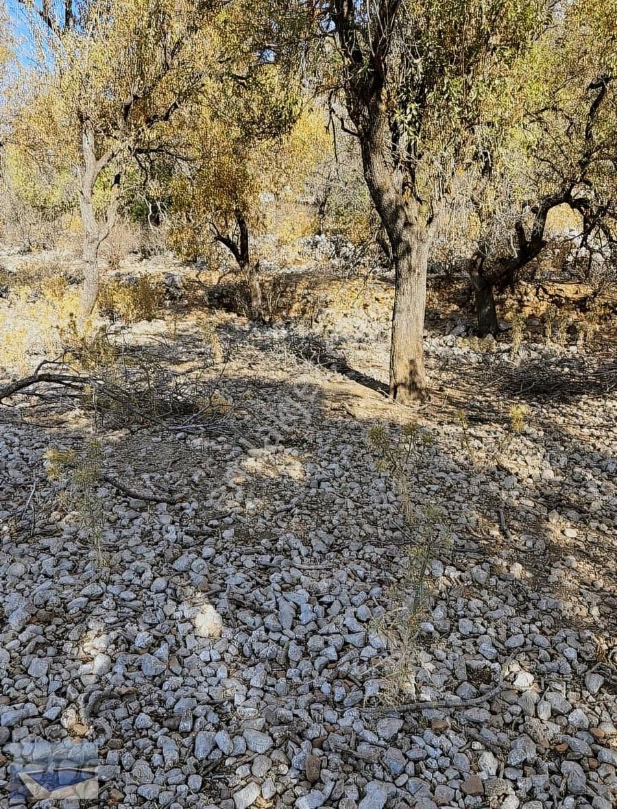 Taşlıca Sindillide Yatırımlık Arazi - Görsel 3