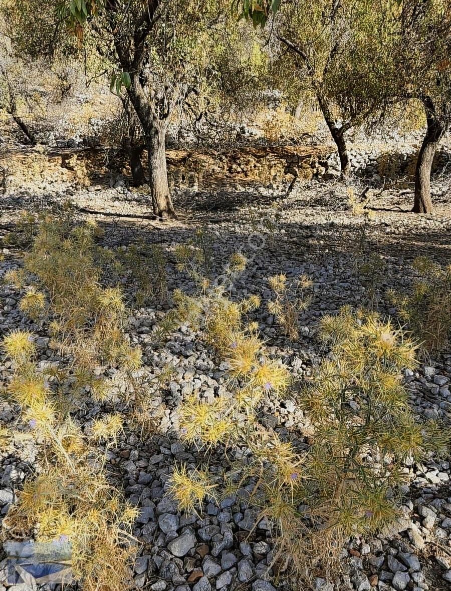 Taşlıca Sindillide Yatırımlık Arazi - Görsel 6
