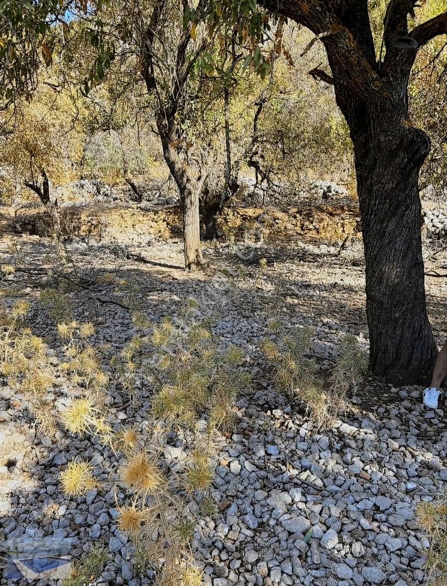 Taşlıca Sindillide Yatırımlık Arazi - Görsel 5