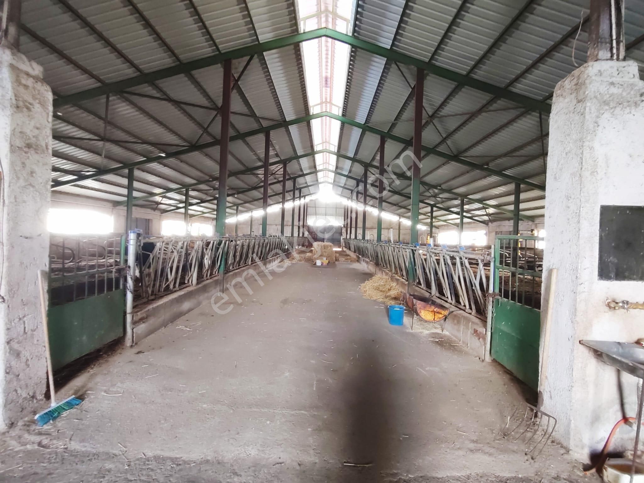 Beyşehir Organize Hayvancılık Sahası İçinde Satılık 100 Büyük Baş Hayan Çiftliği - Görsel 12