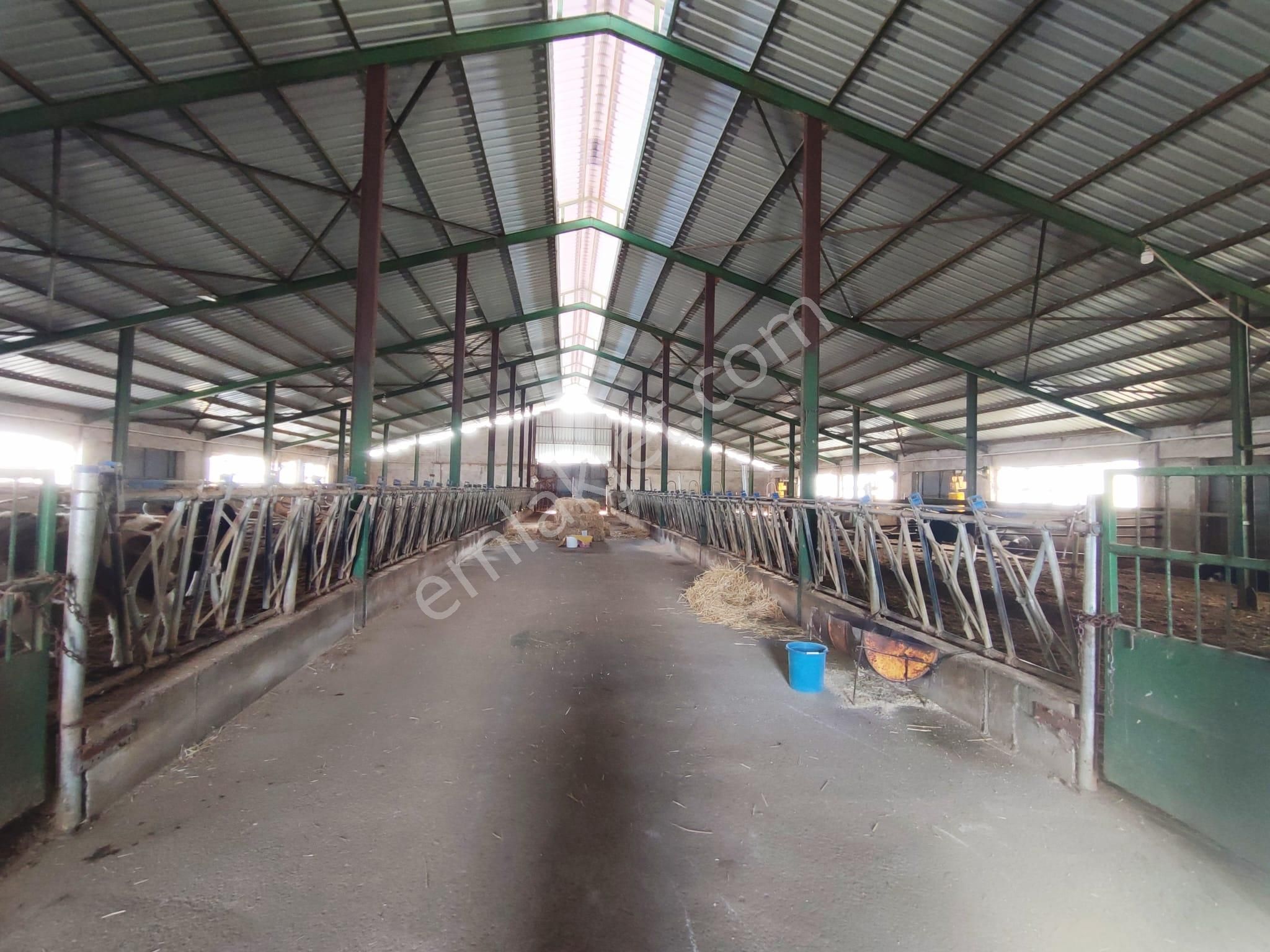 Beyşehir Organize Hayvancılık Sahası İçinde Satılık 100 Büyük Baş Hayan Çiftliği - Görsel 16