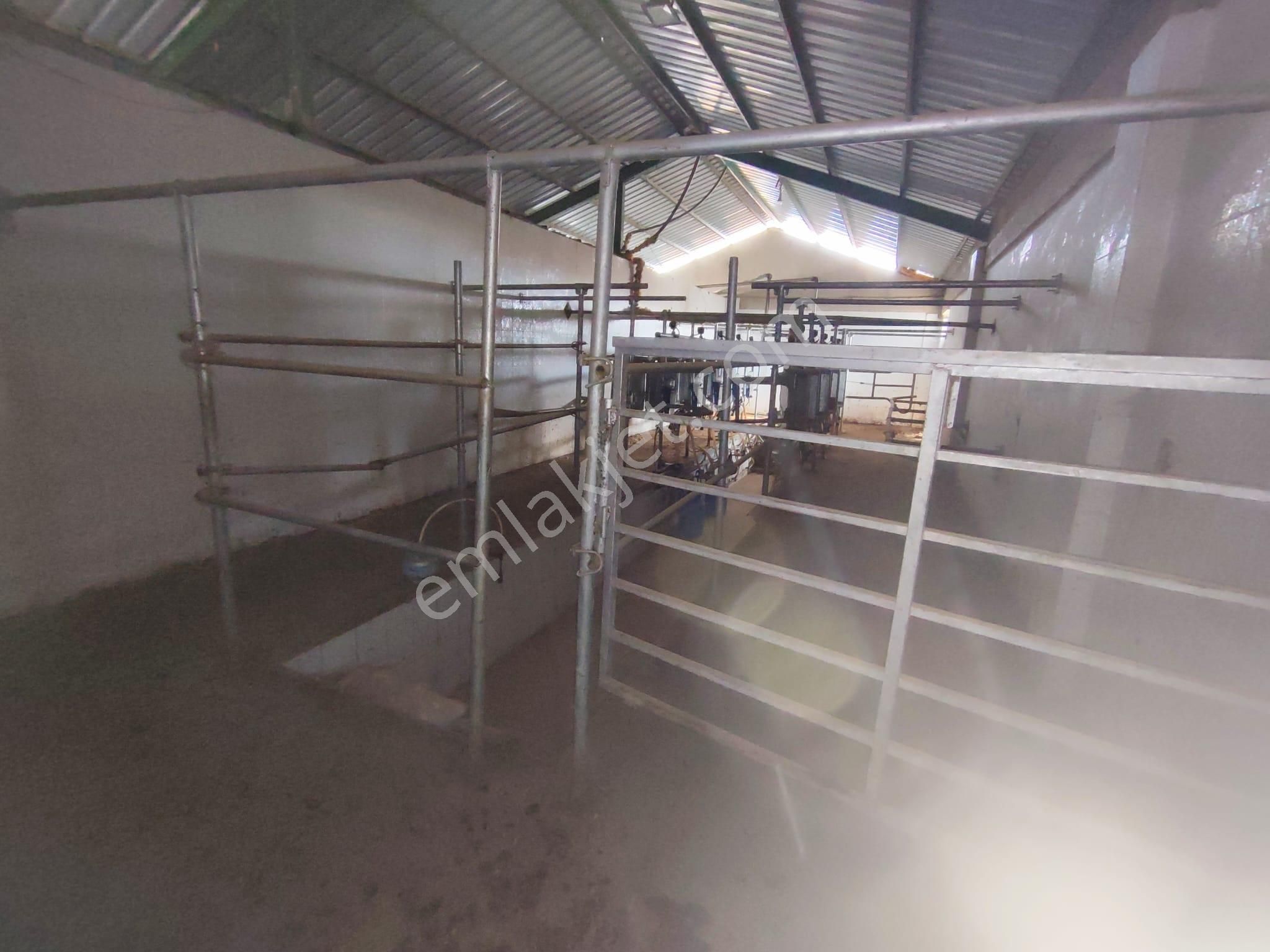 Beyşehir Organize Hayvancılık Sahası İçinde Satılık 100 Büyük Baş Hayan Çiftliği - Görsel 19