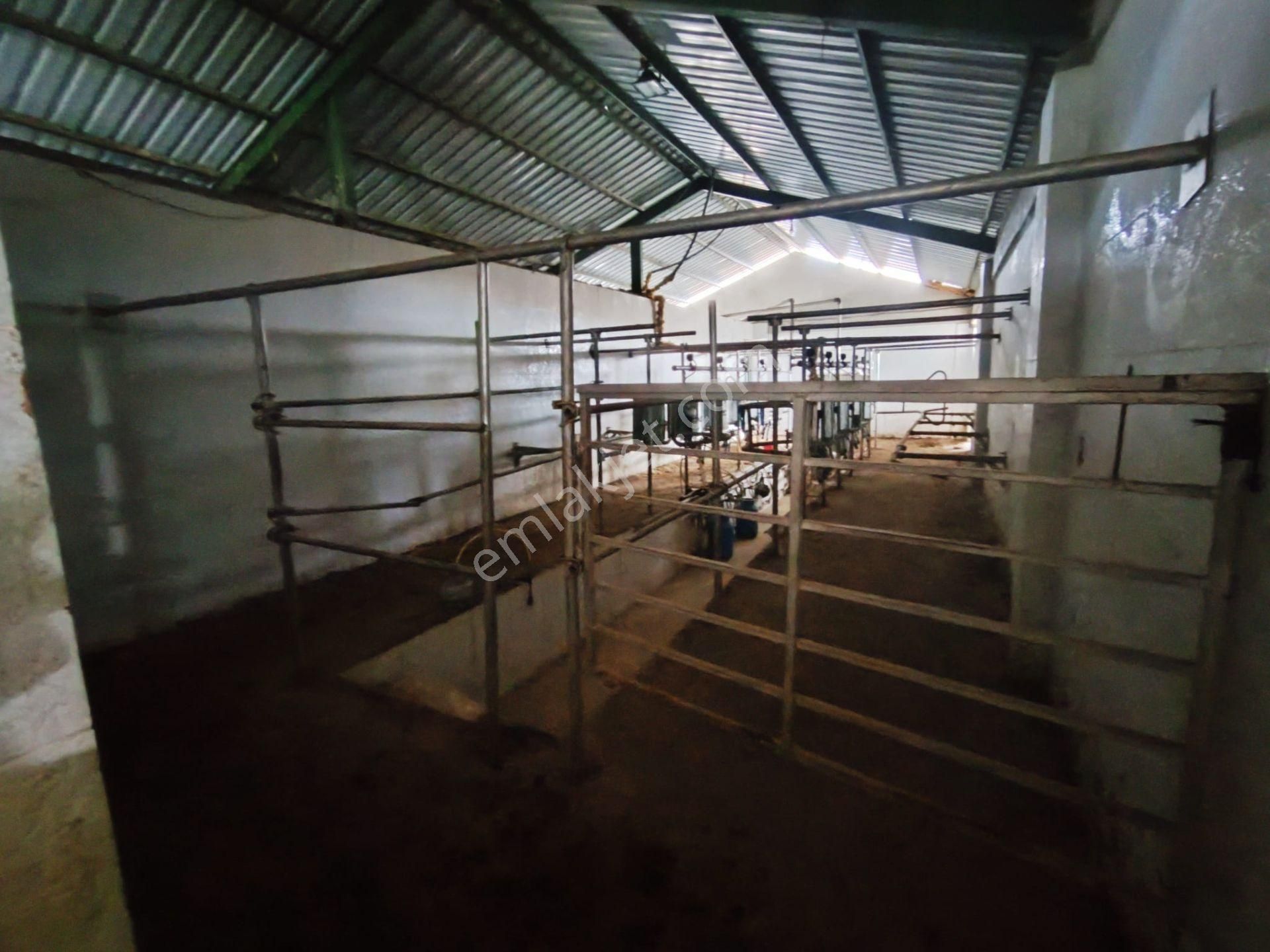 Beyşehir Organize Hayvancılık Sahası İçinde Satılık 100 Büyük Baş Hayan Çiftliği - Görsel 17