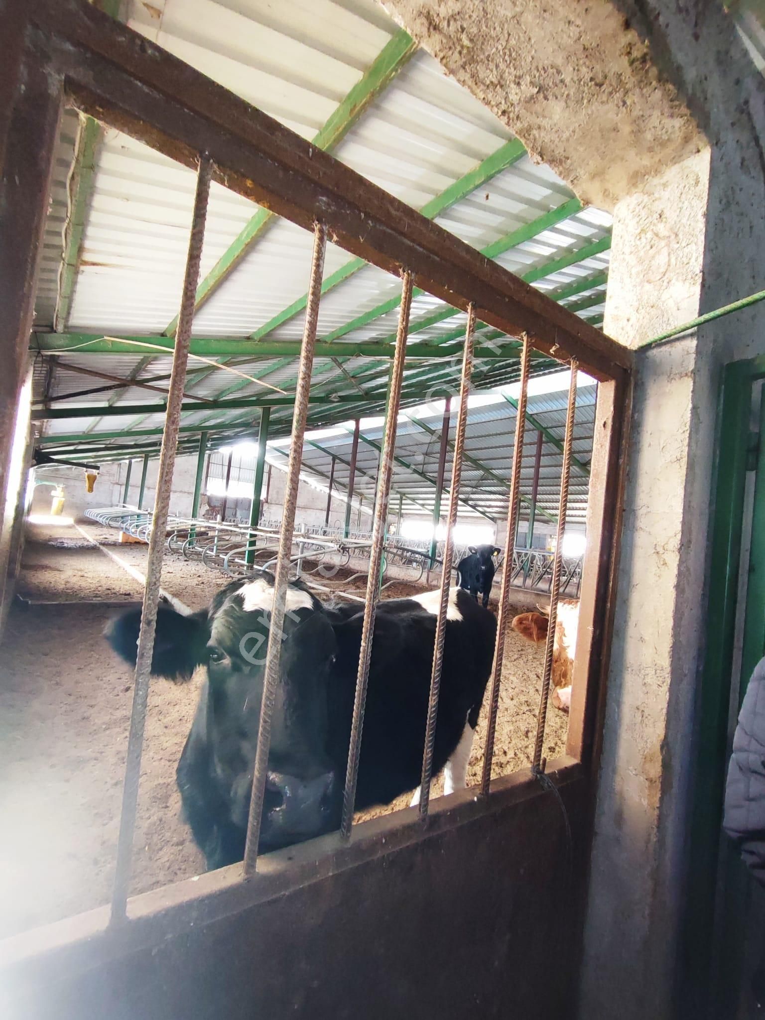 Beyşehir Organize Hayvancılık Sahası İçinde Satılık 100 Büyük Baş Hayan Çiftliği - Görsel 5