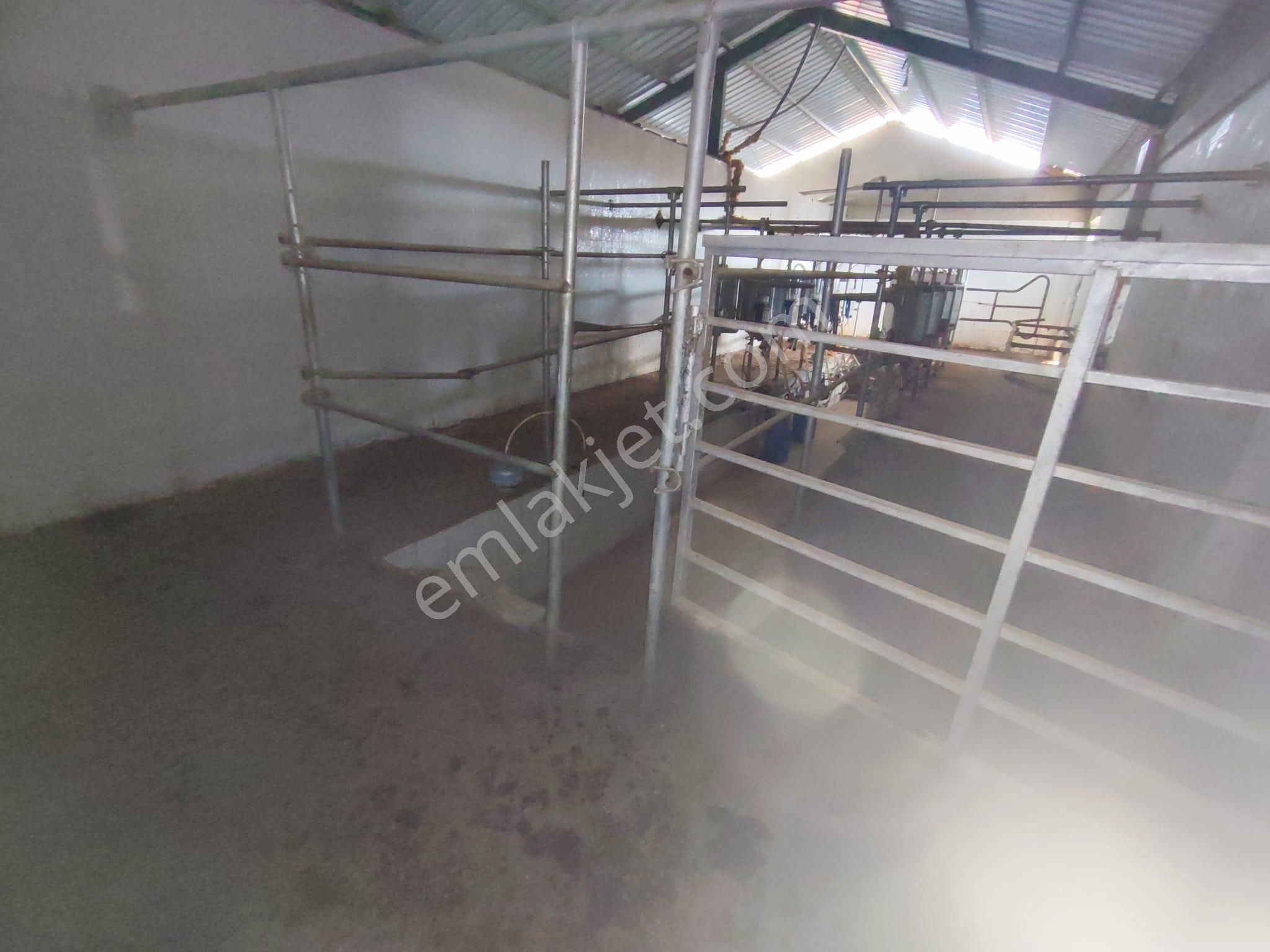 Beyşehir Organize Hayvancılık Sahası İçinde Satılık 100 Büyük Baş Hayan Çiftliği - Görsel 10