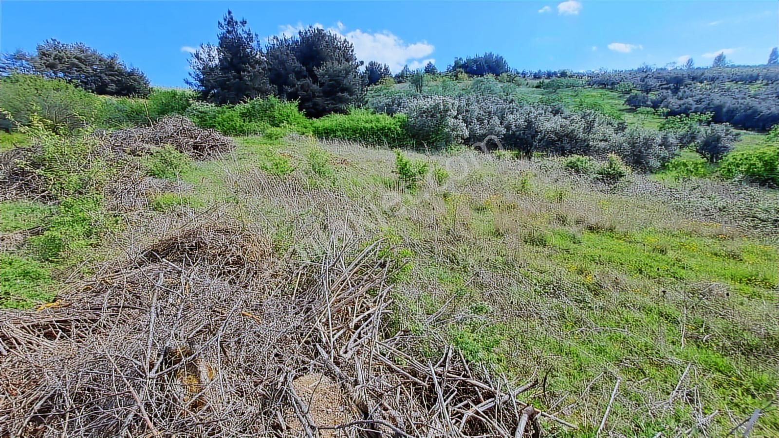 Mudanya Çepni De 620 M2 Hobi Bahçesi - Görsel 5