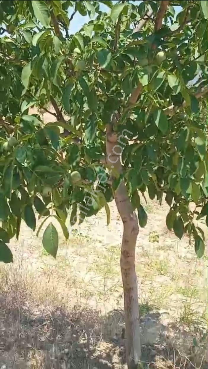 Denizli Tavas Ulukentte 37.000 M2 Ceviz Bahçesi Satılık - Görsel 7