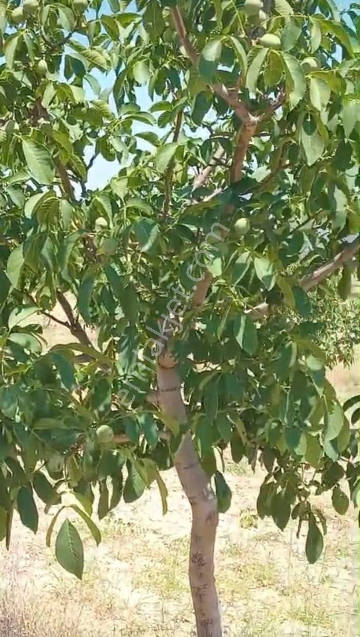 Denizli Tavas Ulukentte 37.000 M2 Ceviz Bahçesi Satılık - Görsel 6