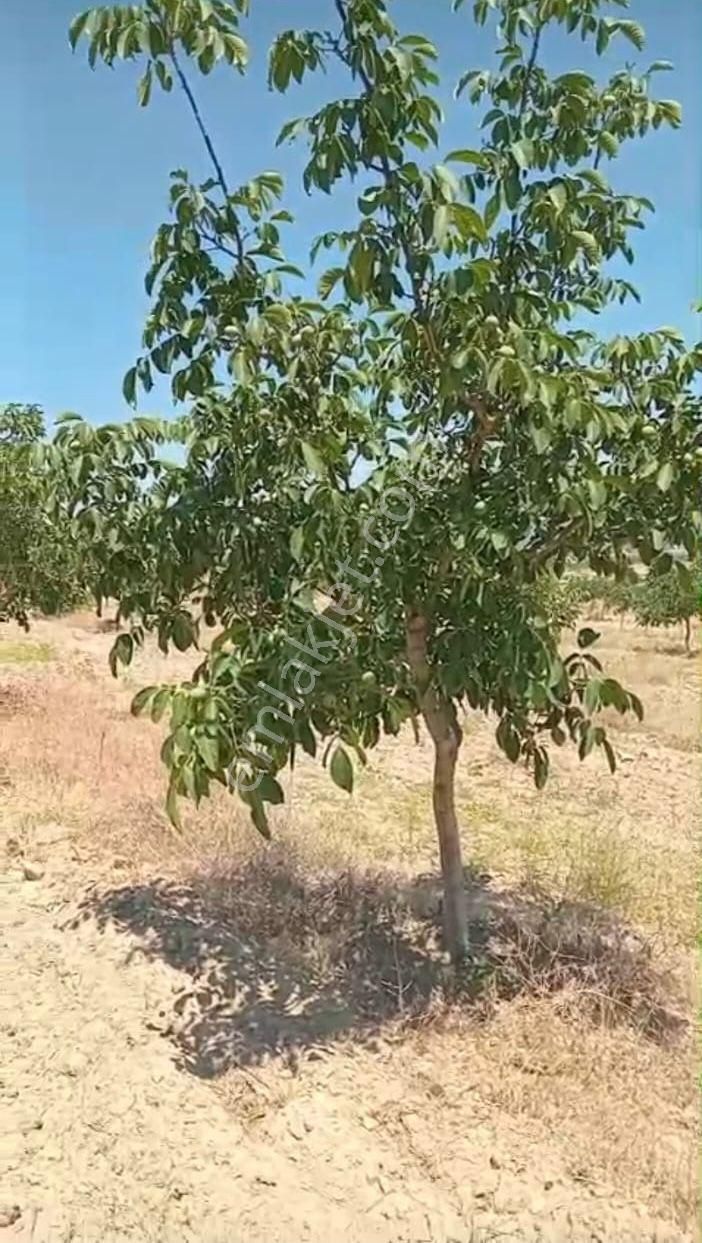 Denizli Tavas Ulukentte 37.000 M2 Ceviz Bahçesi Satılık - Görsel 8