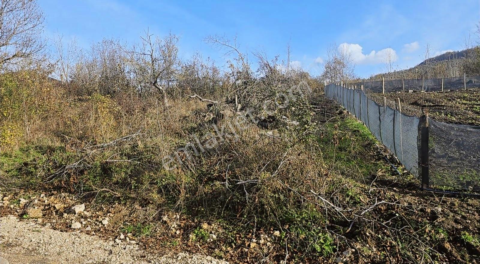 Cide İlkim Emlak'tan Konut İmarlı Satılık Arsa - Görsel 5