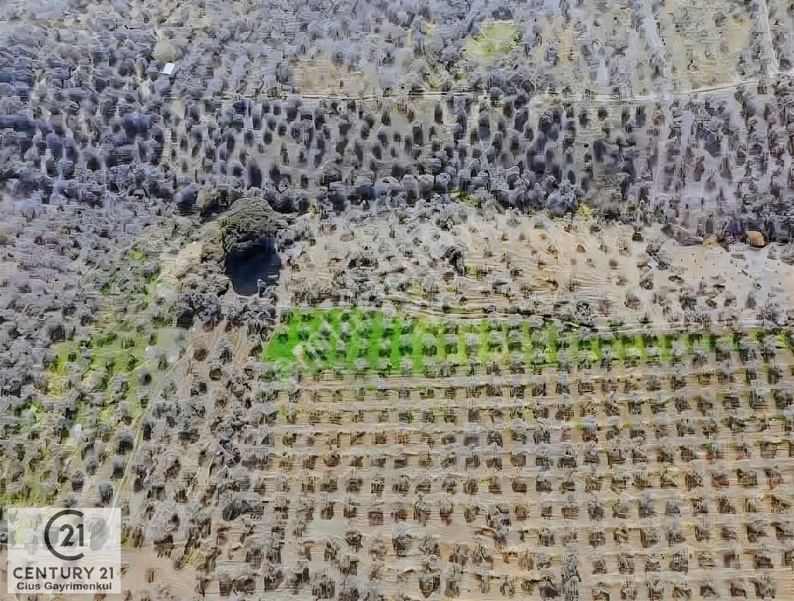 C21 Cius Karacaali'de Verimli, 5 Dönüm Bakımlı Satılık Zeytinlik - Görsel 4