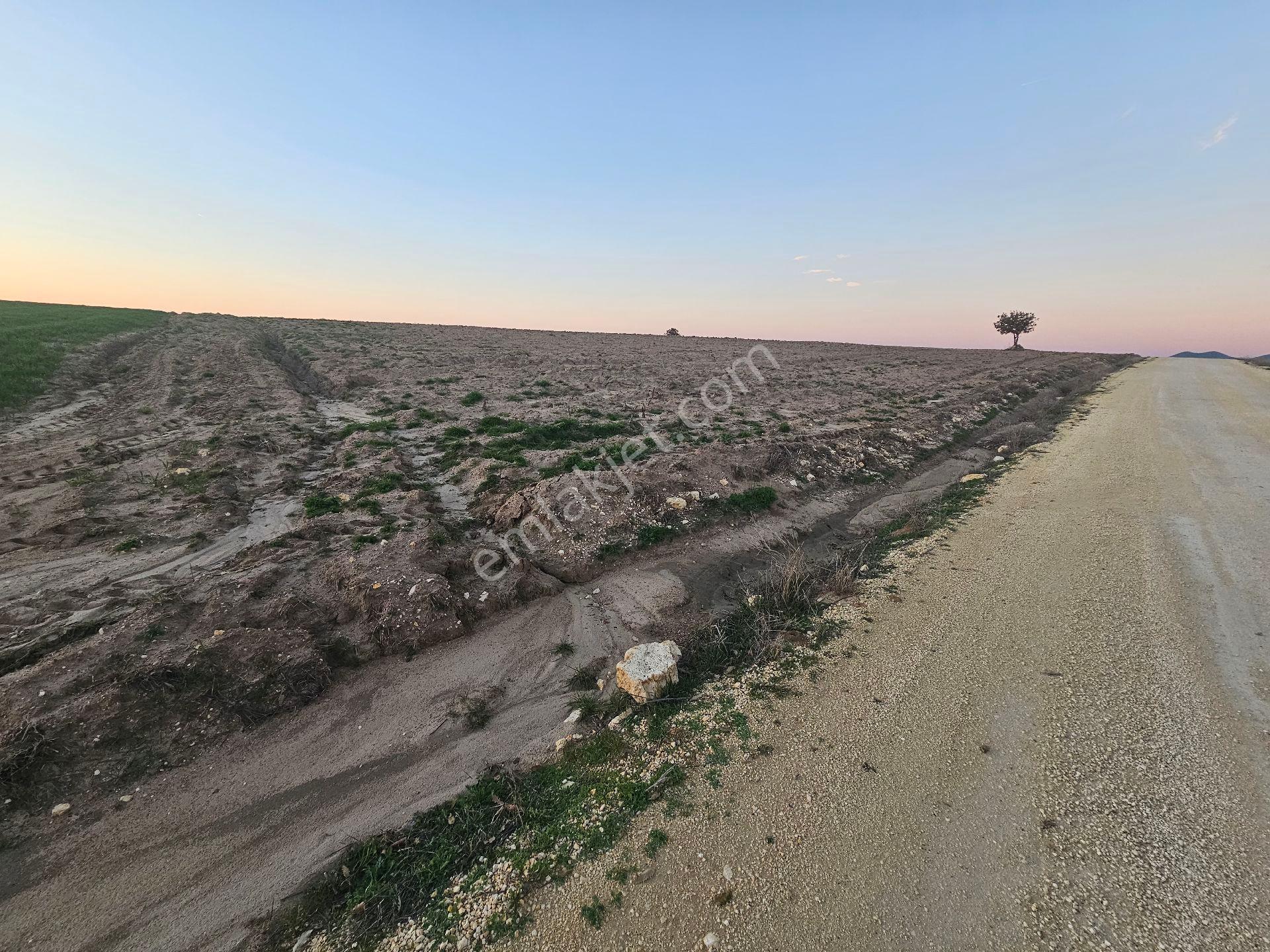 Enez Sultaniçede Satılık Tarla Yol Cepheli 1.463 M² - Görsel 5