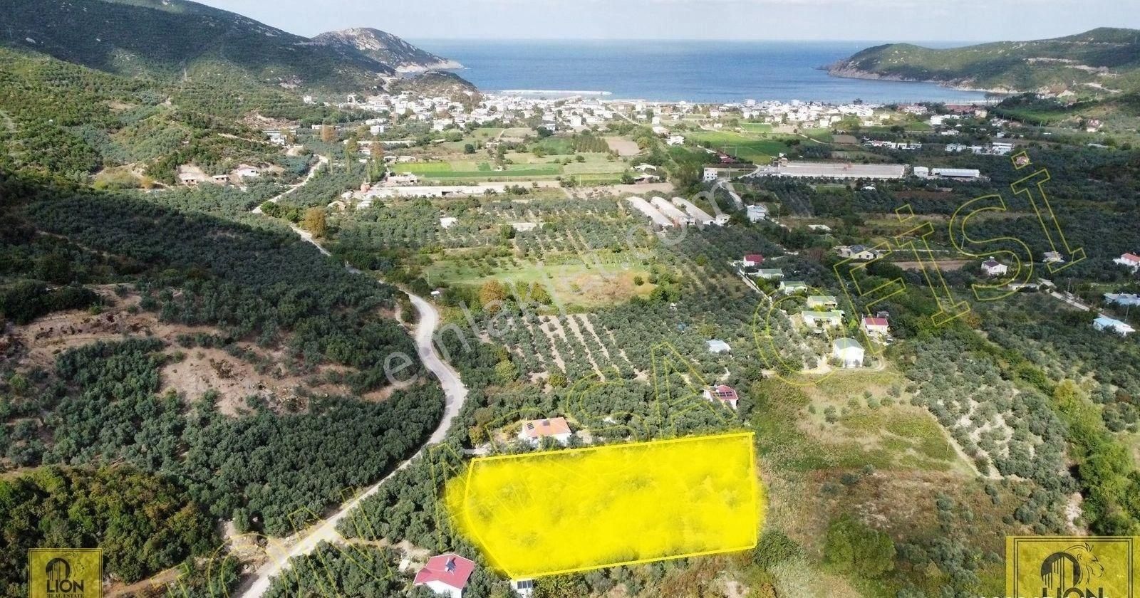 🟨⬛lıon Emlak'tan Erdek Turan Mahallesinde 2338 M² Fırsat Satılık Zeytinlik🟨⬛ - Görsel 2