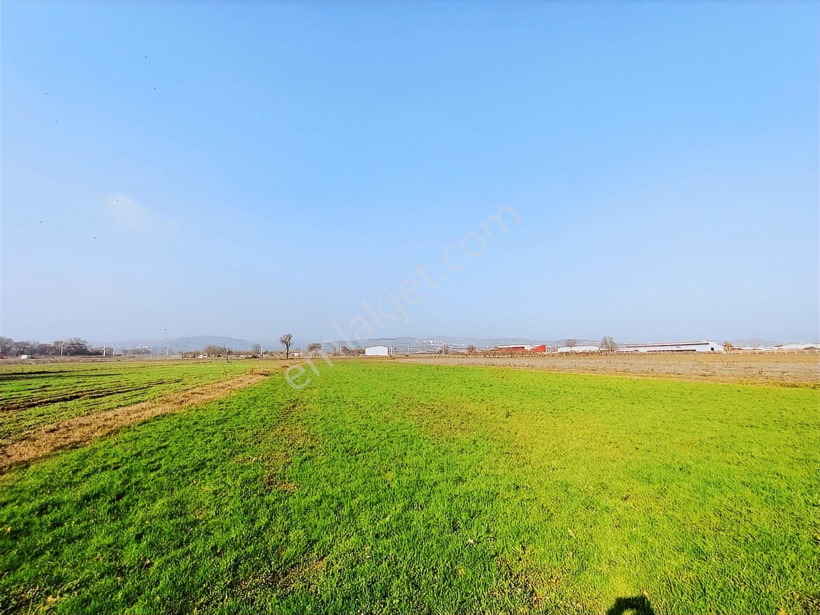 Balabancık'ta Top Sahası Gibi Dümdüz, Yolu Olan Yatırımlık Tarla - Görsel 4