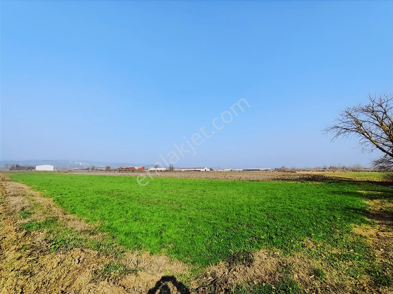 Balabancık'ta Top Sahası Gibi Dümdüz, Yolu Olan Yatırımlık Tarla - Görsel 5