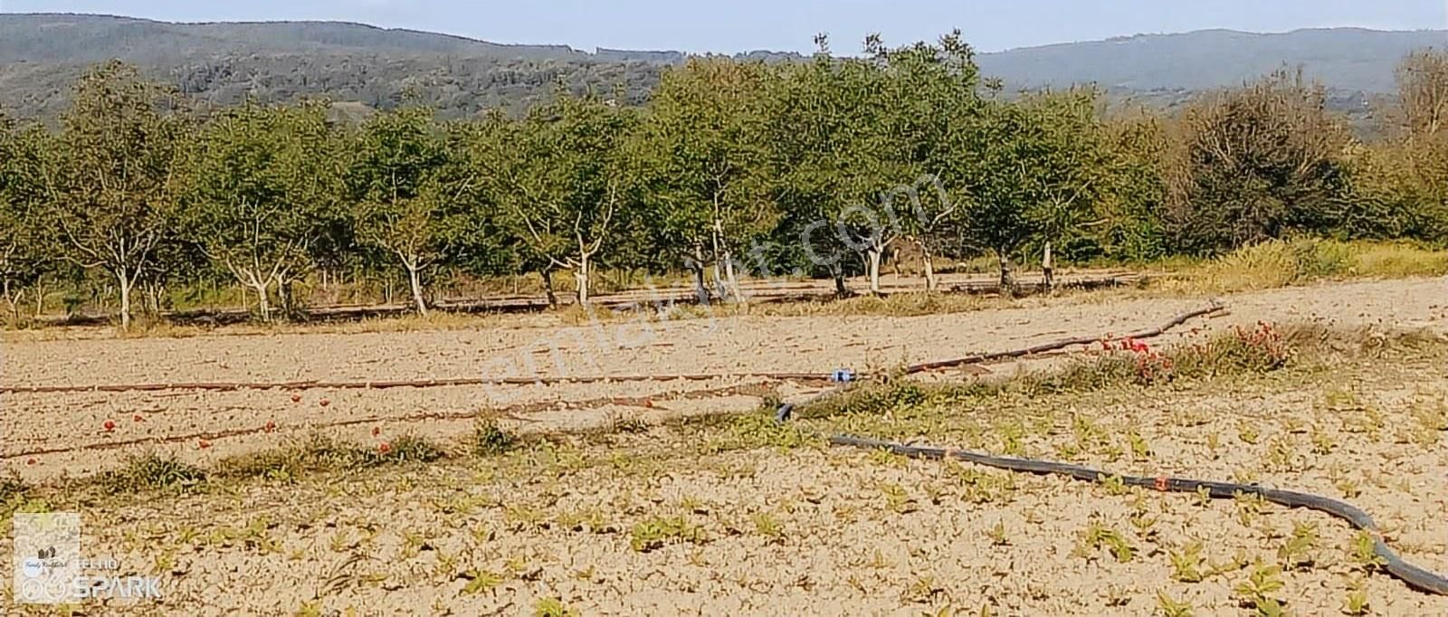 Bursa İnegöl Küçük Yeniceköyünde Satılık Tarla - Görsel 7