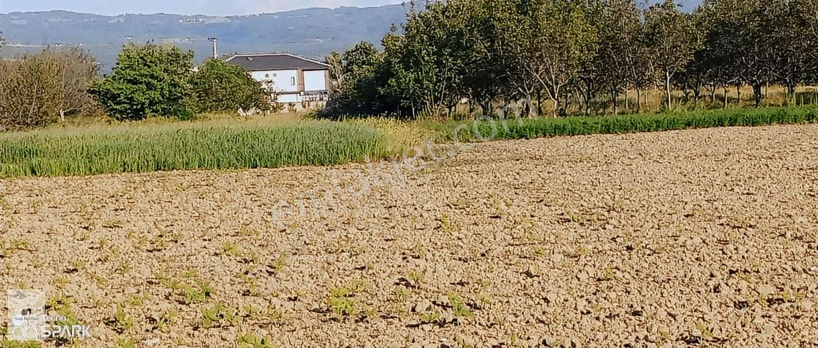 Bursa İnegöl Küçük Yeniceköyünde Satılık Tarla