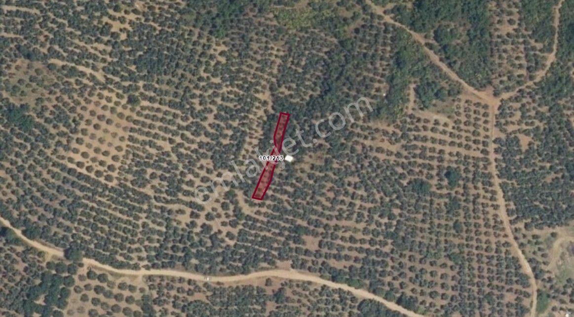 Mudanya'da Satılık Zeytinlik