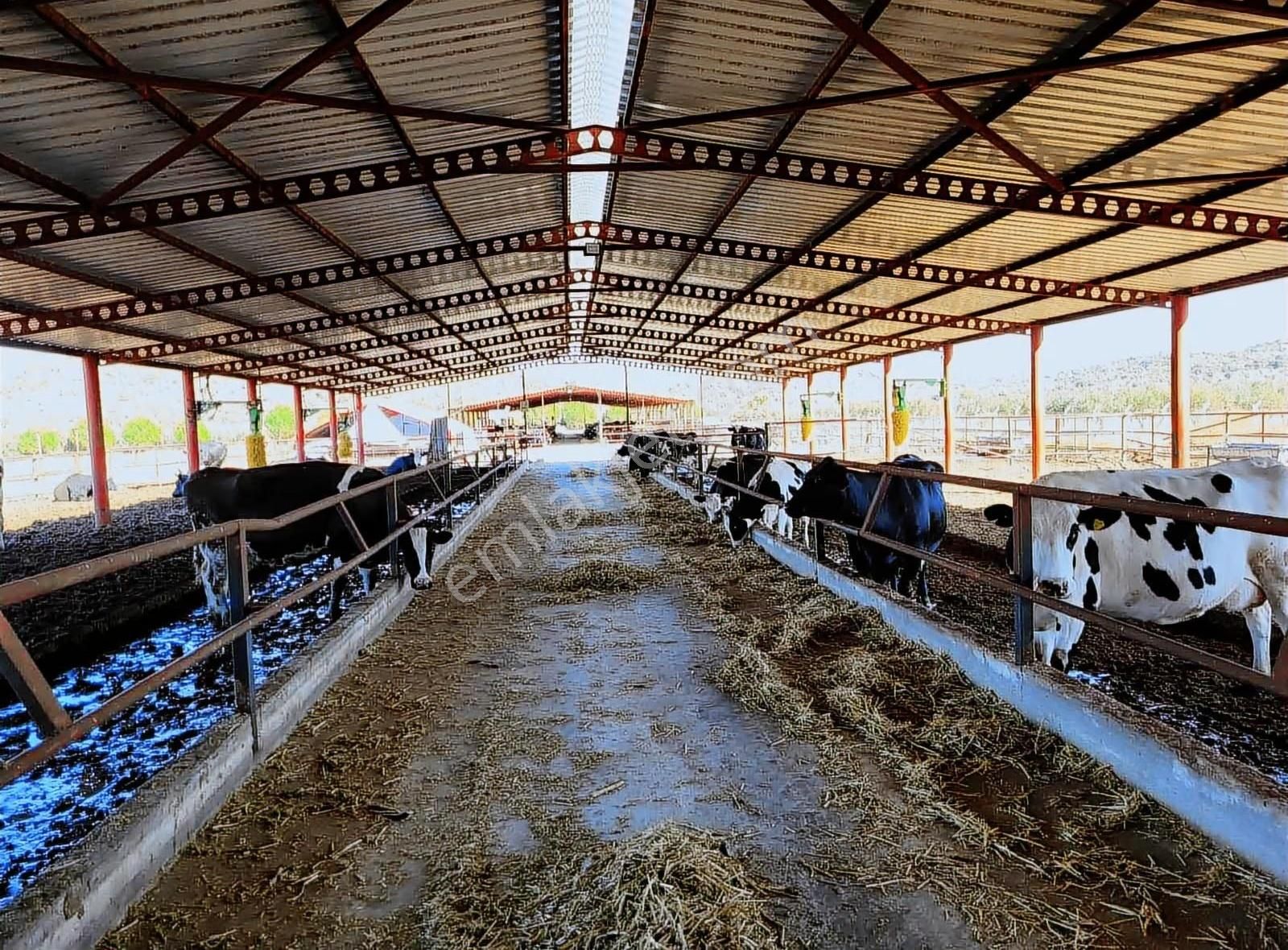 Dikili'de 14814 M2 Tam Donanımlı Büyükbaş Çiftlik Tesisi - Görsel 31