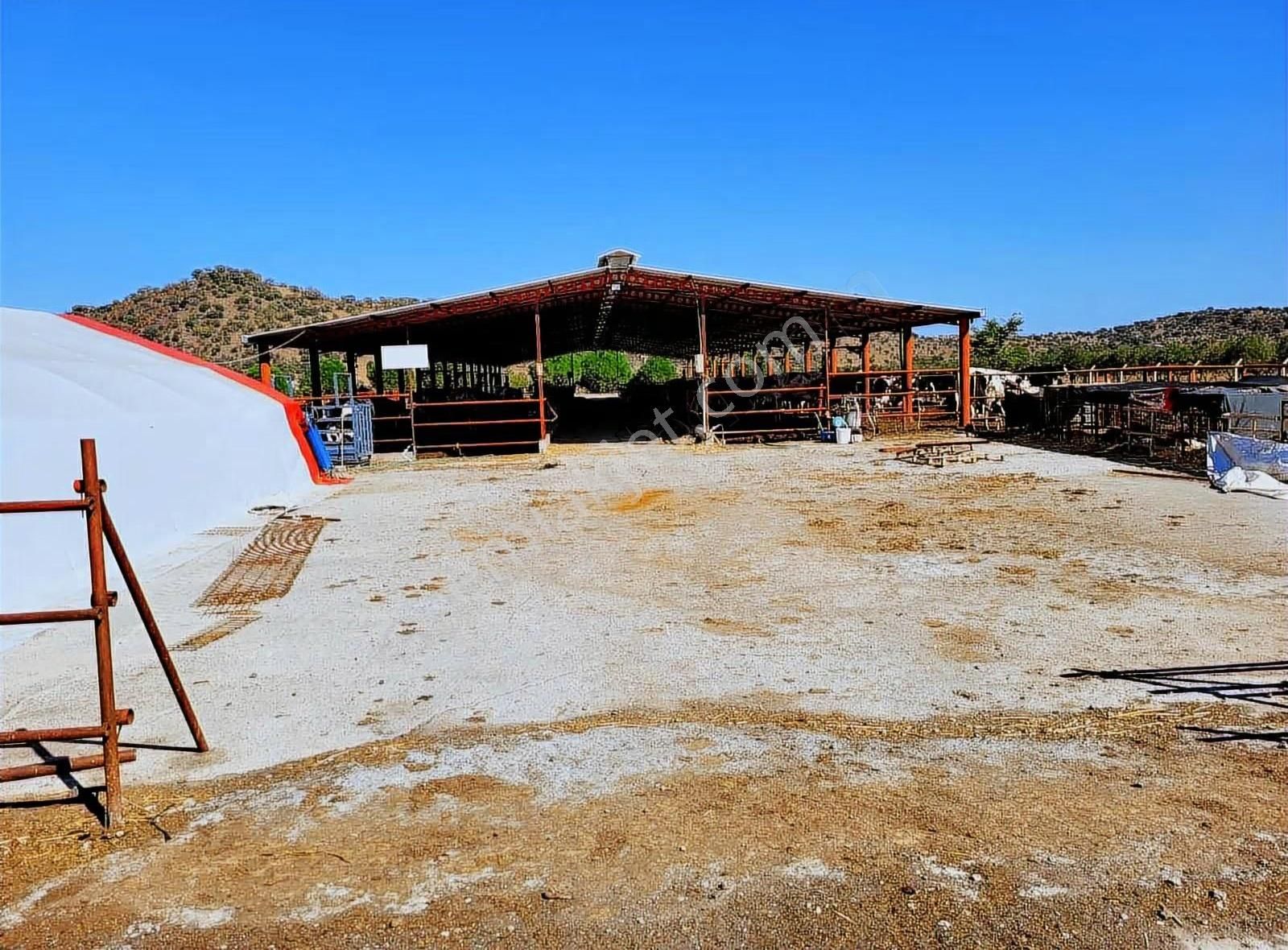 Dikili'de 14814 M2 Tam Donanımlı Büyükbaş Çiftlik Tesisi - Görsel 20