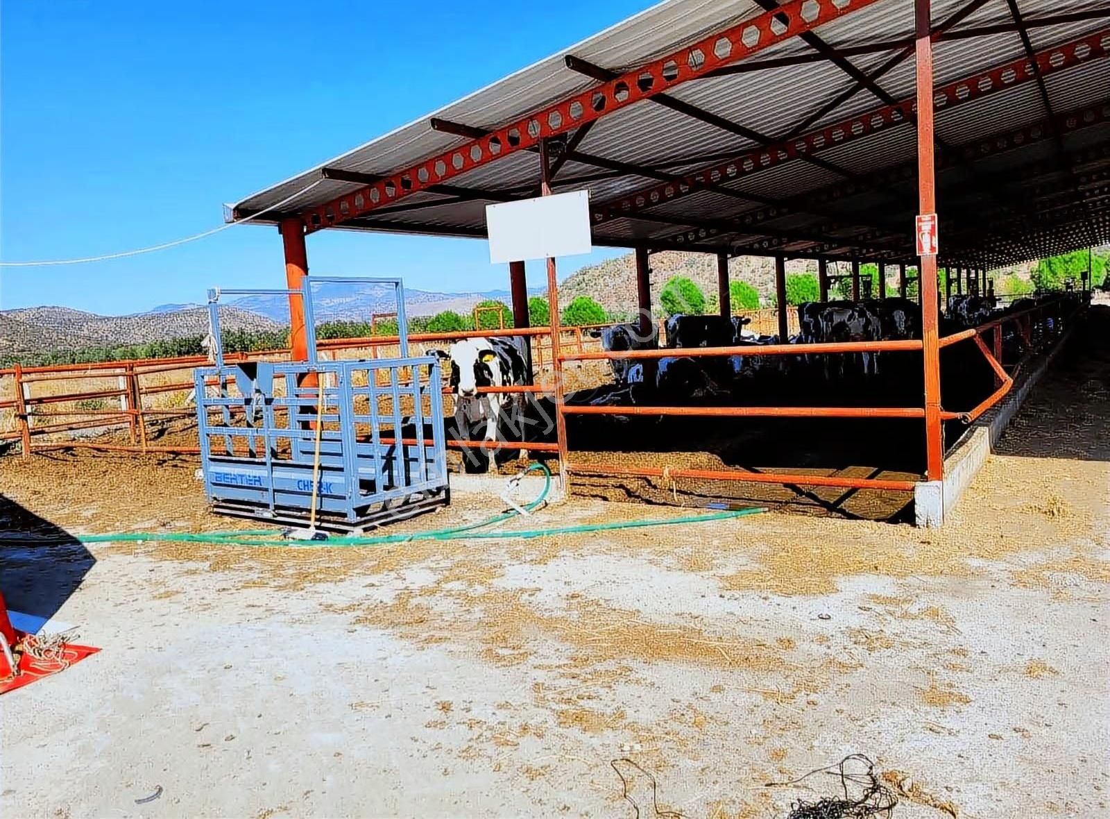 Dikili'de 14814 M2 Tam Donanımlı Büyükbaş Çiftlik Tesisi - Görsel 10