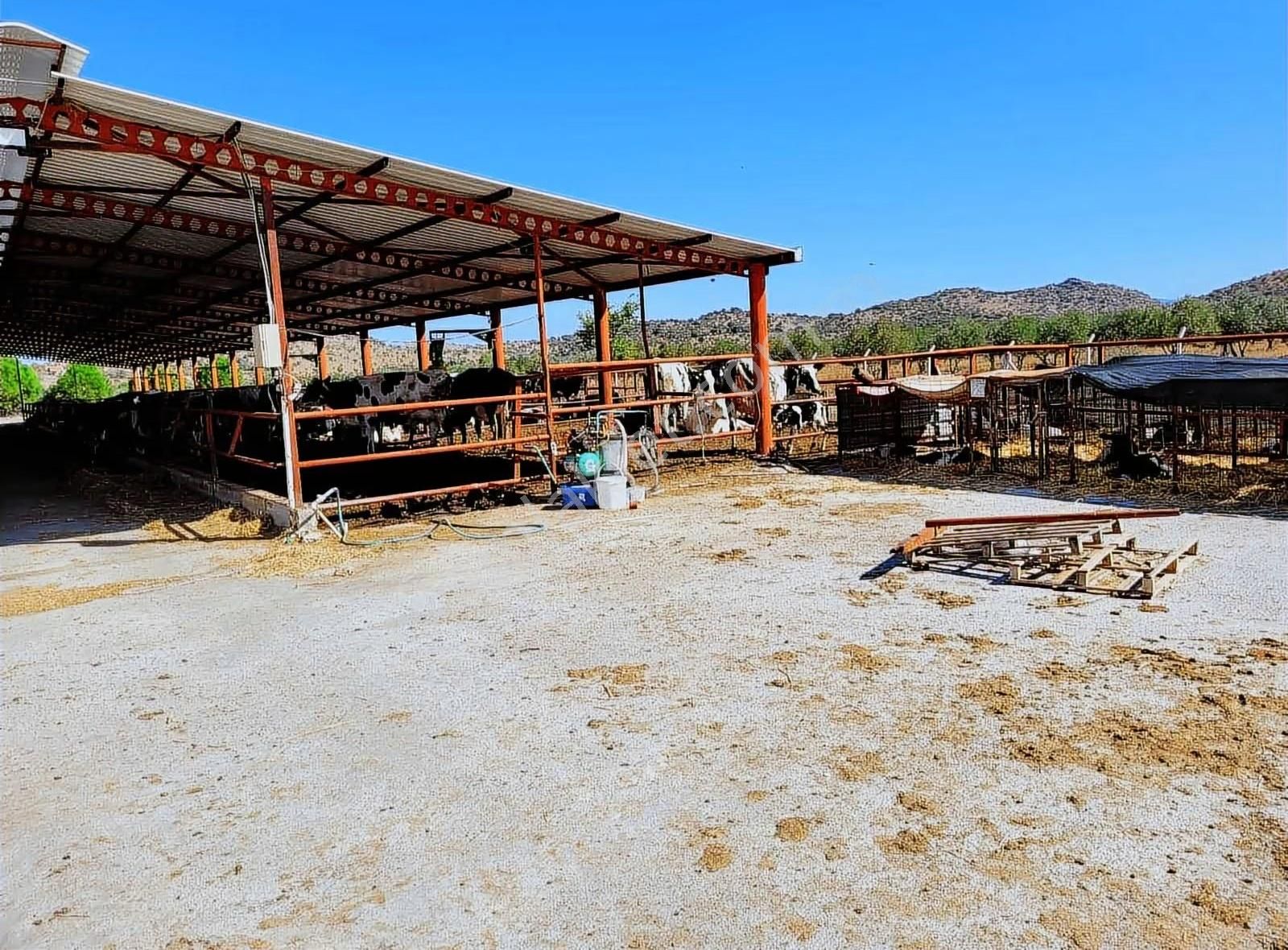 Dikili'de 14814 M2 Tam Donanımlı Büyükbaş Çiftlik Tesisi - Görsel 14