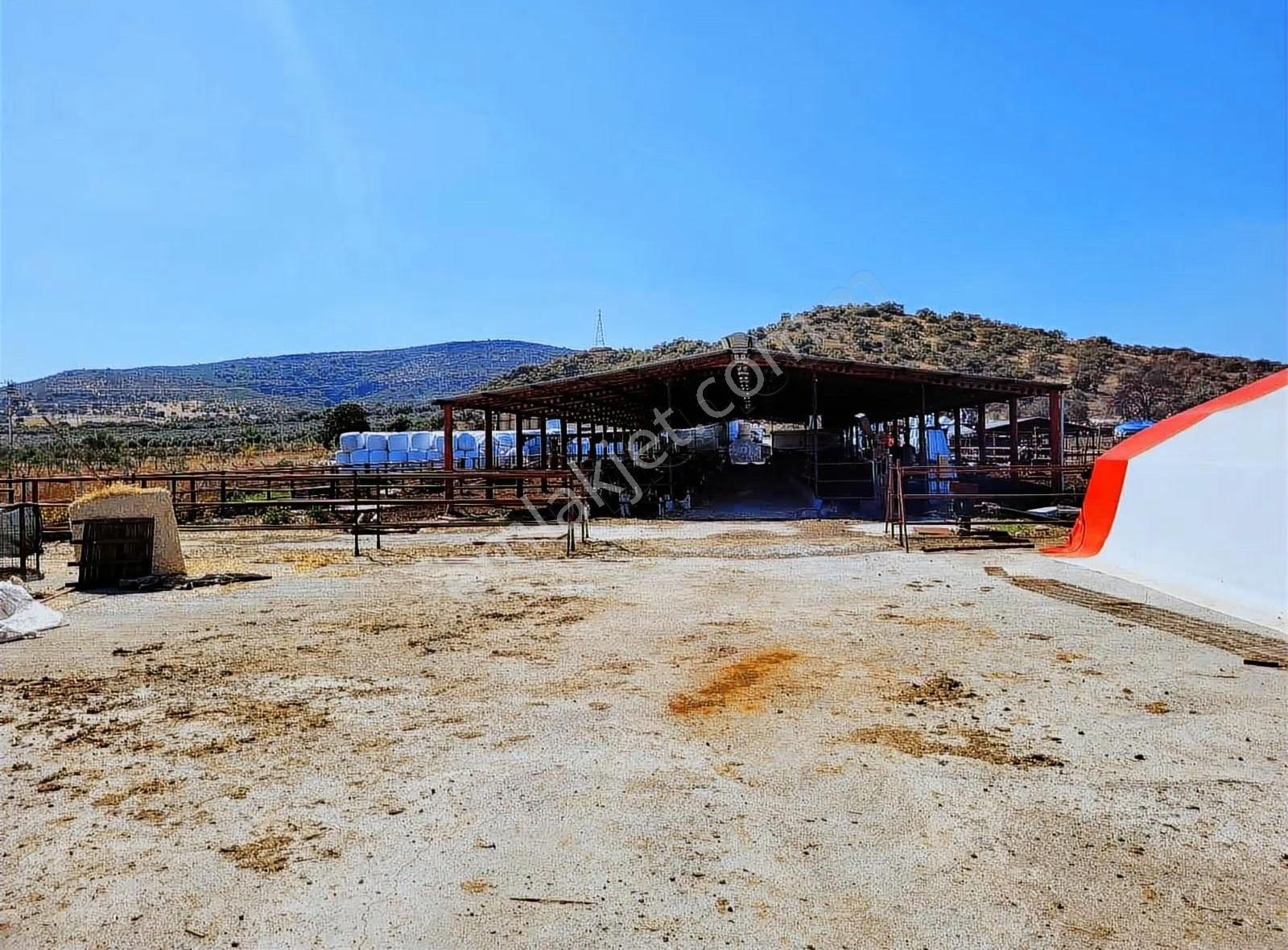 Dikili'de 14814 M2 Tam Donanımlı Büyükbaş Çiftlik Tesisi - Görsel 13