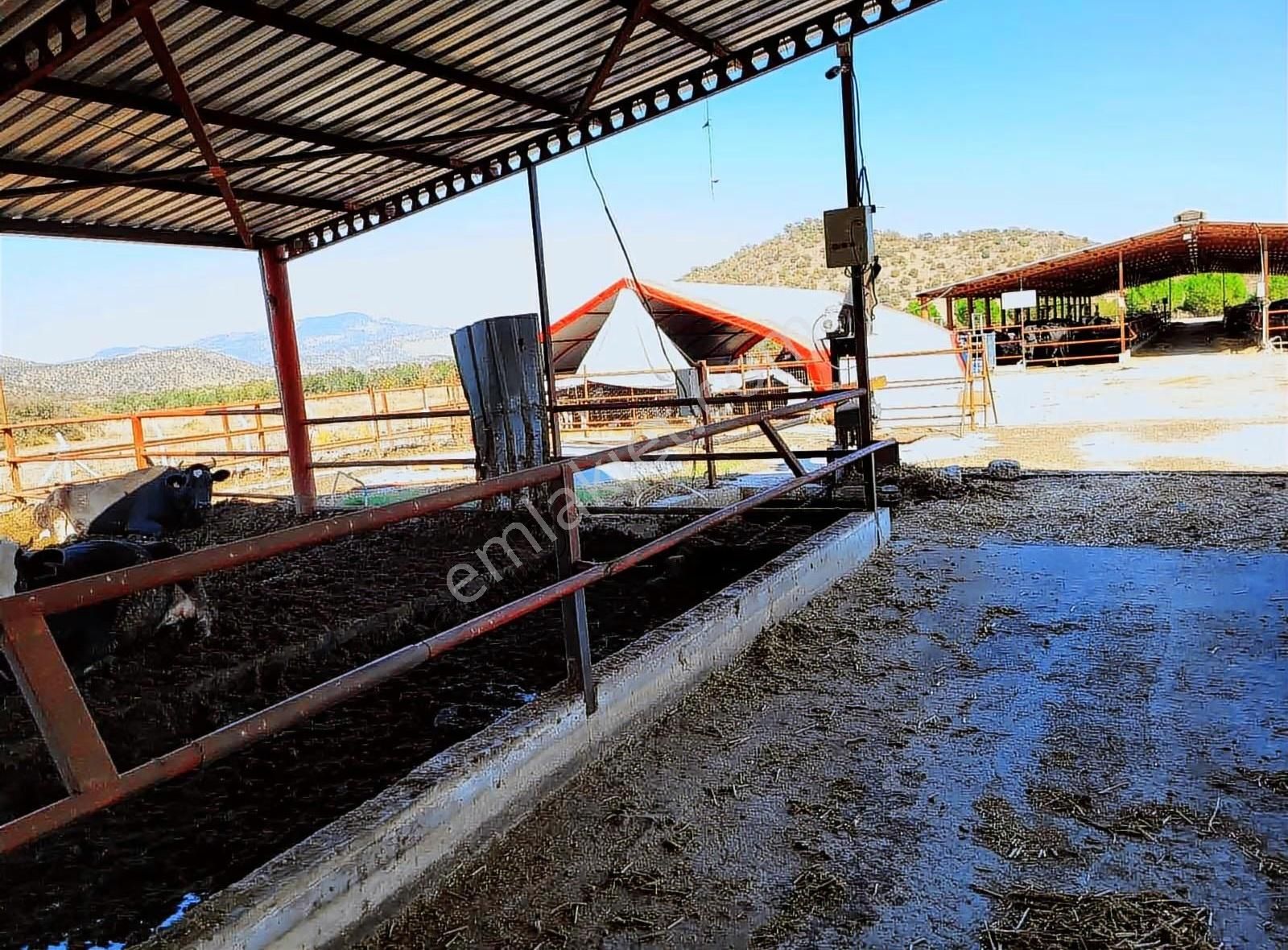 Dikili'de 14814 M2 Tam Donanımlı Büyükbaş Çiftlik Tesisi - Görsel 17