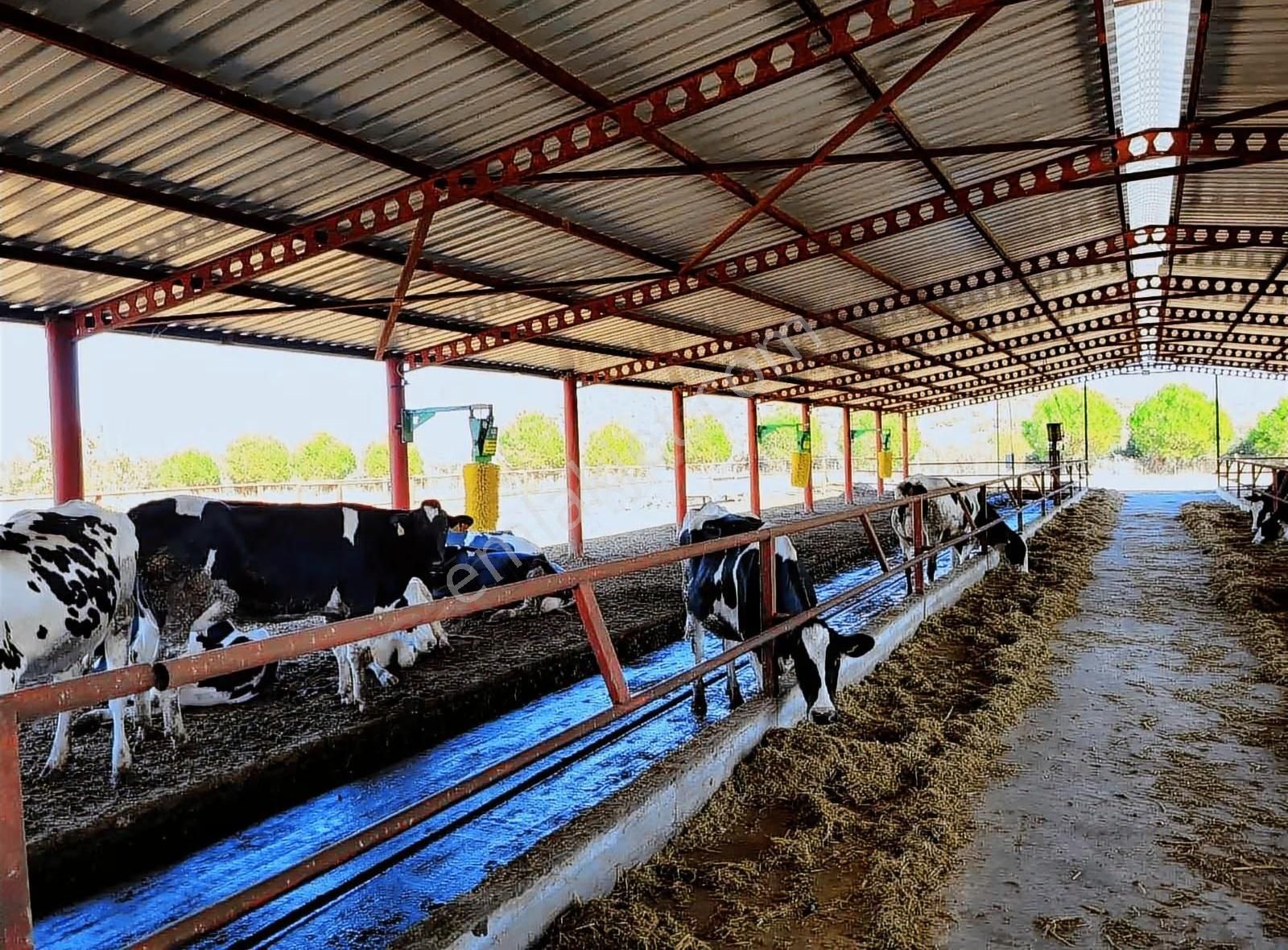 Dikili'de 14814 M2 Tam Donanımlı Büyükbaş Çiftlik Tesisi - Görsel 18