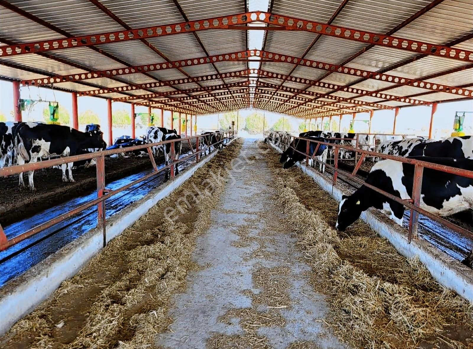Dikili'de 14814 M2 Tam Donanımlı Büyükbaş Çiftlik Tesisi - Görsel 3