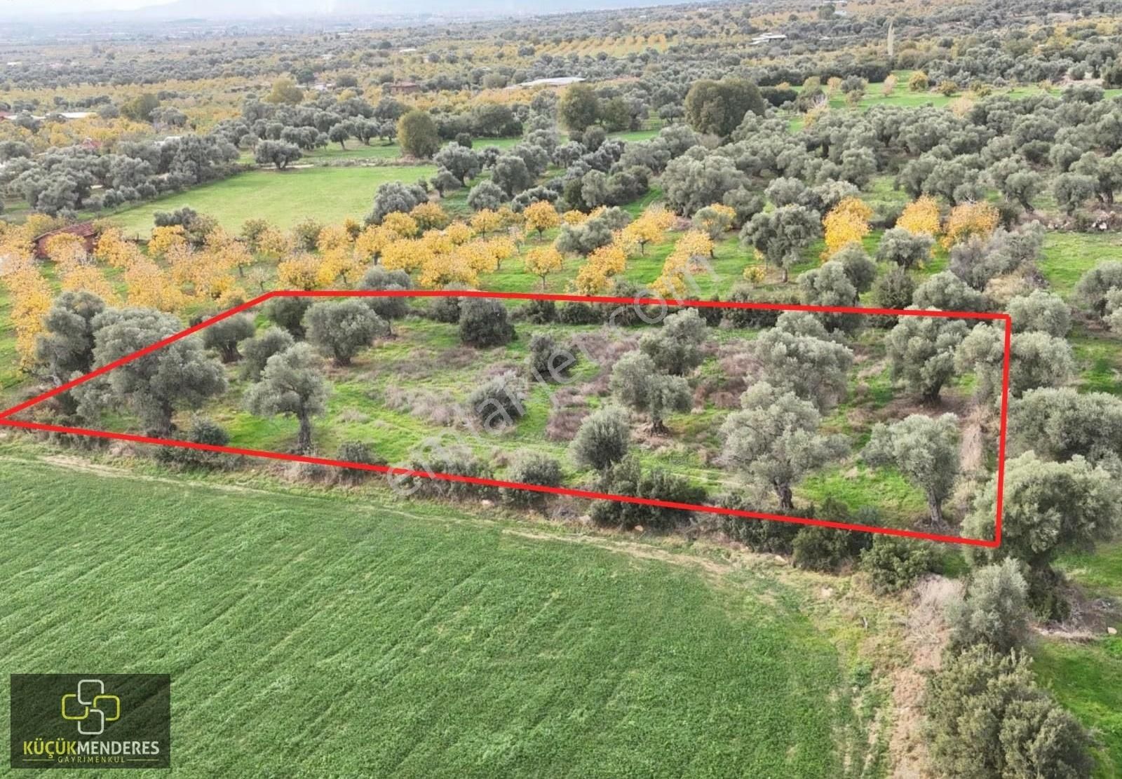 Küçük Menderes'ten Ödemiş Üçkonak Mah. Satılık Zeytin Bahçesi