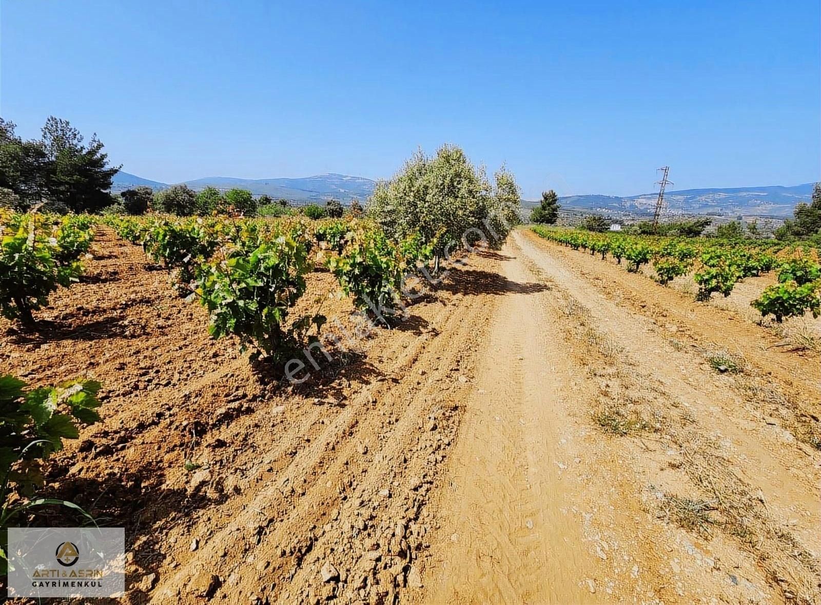 Kuşadası Çınarköyünde Tek Tapu Kadastro Yola Sıfır Satılık Bağ