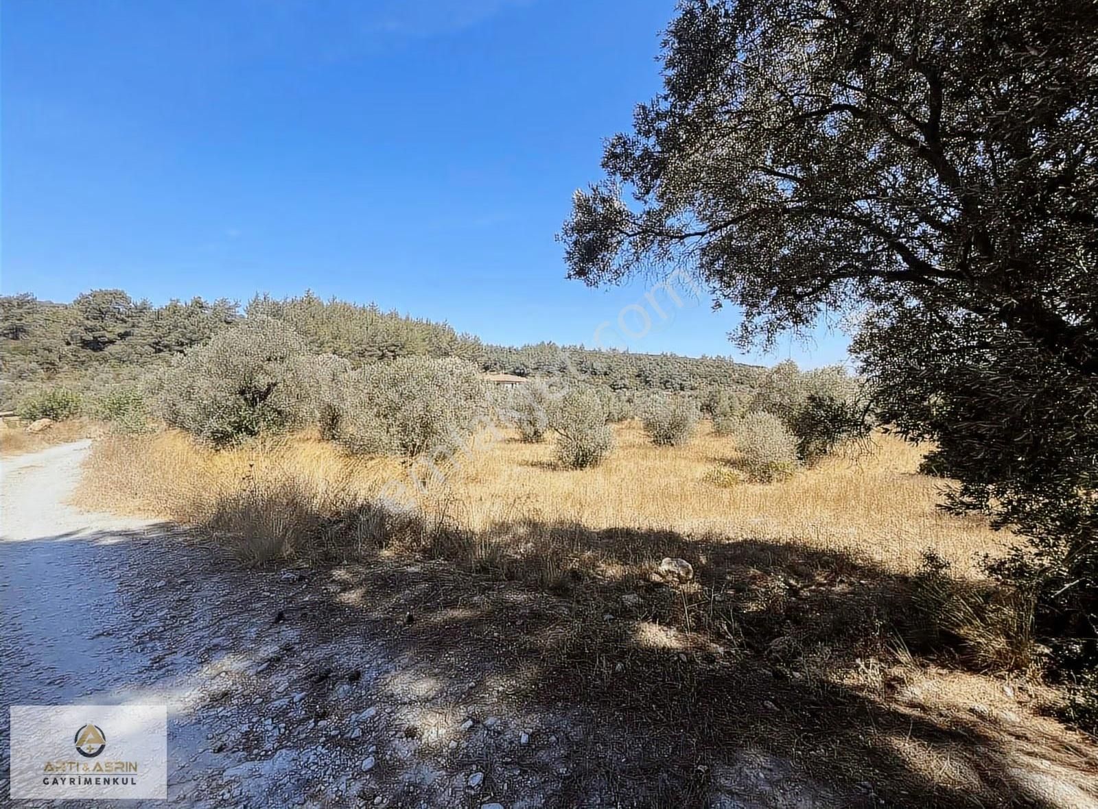 Kirazlı Köyünde Yatımlık Zeytinlik - Görsel 8