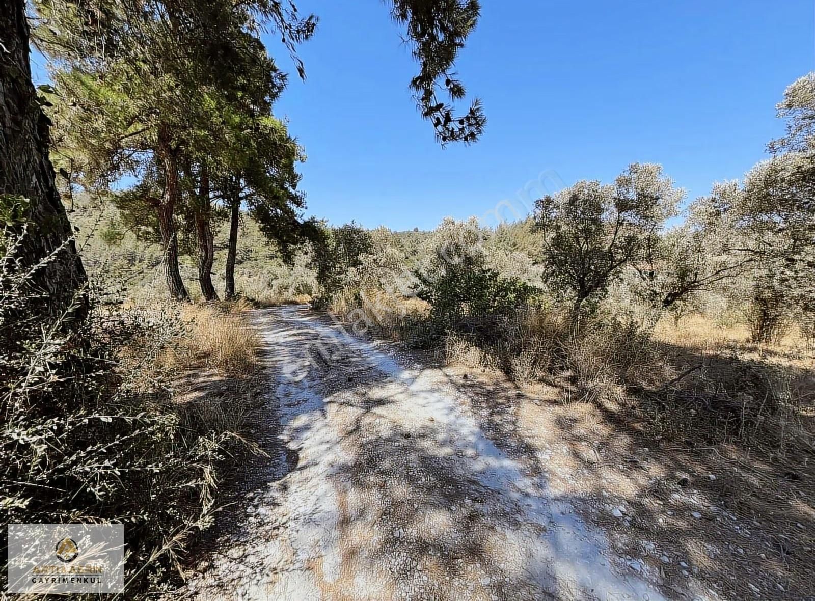 Kirazlı Köyünde Yatımlık Zeytinlik - Görsel 2