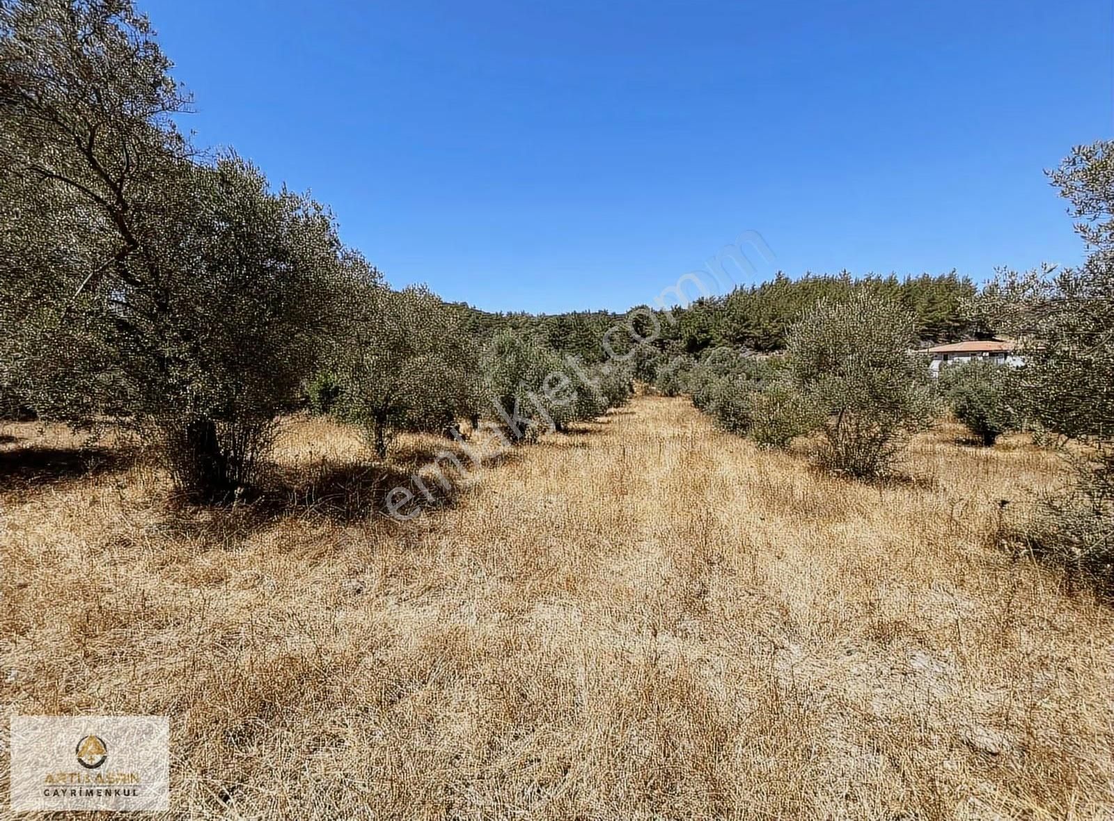 Kirazlı Köyünde Yatımlık Zeytinlik - Görsel 4