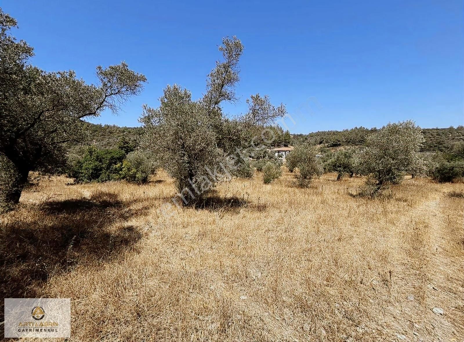 Kirazlı Köyünde Yatımlık Zeytinlik - Görsel 10