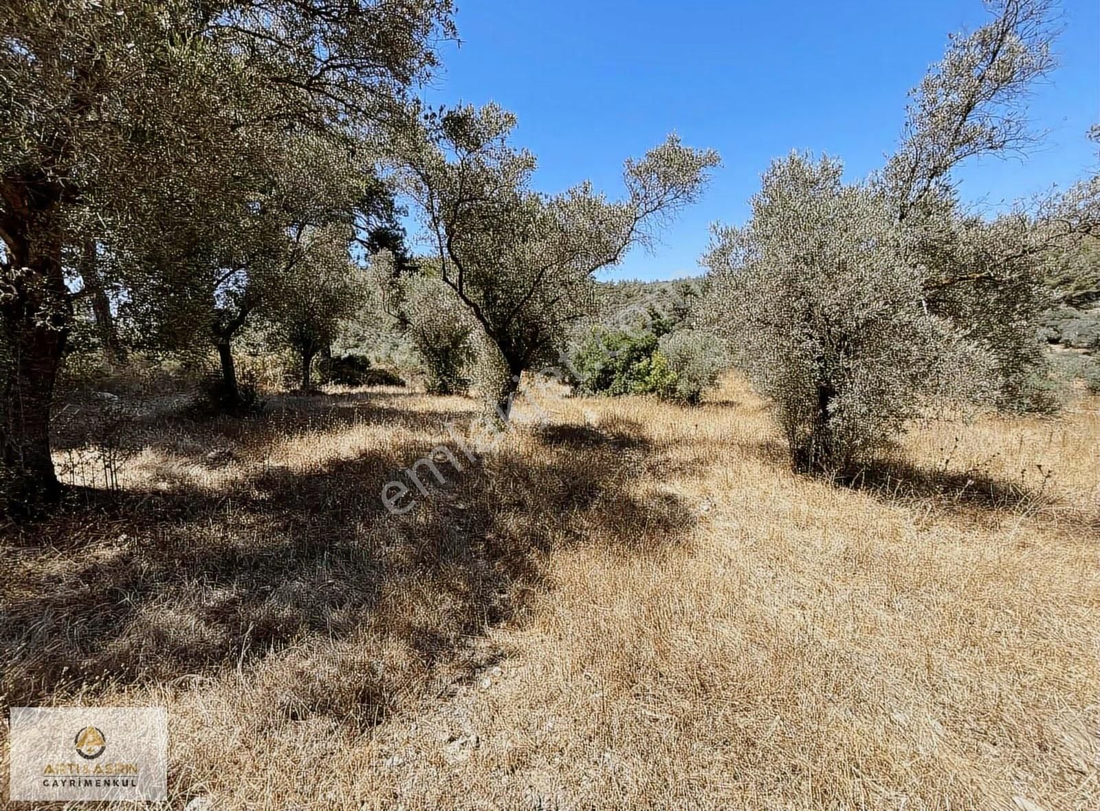 Kirazlı Köyünde Yatımlık Zeytinlik - Görsel 9