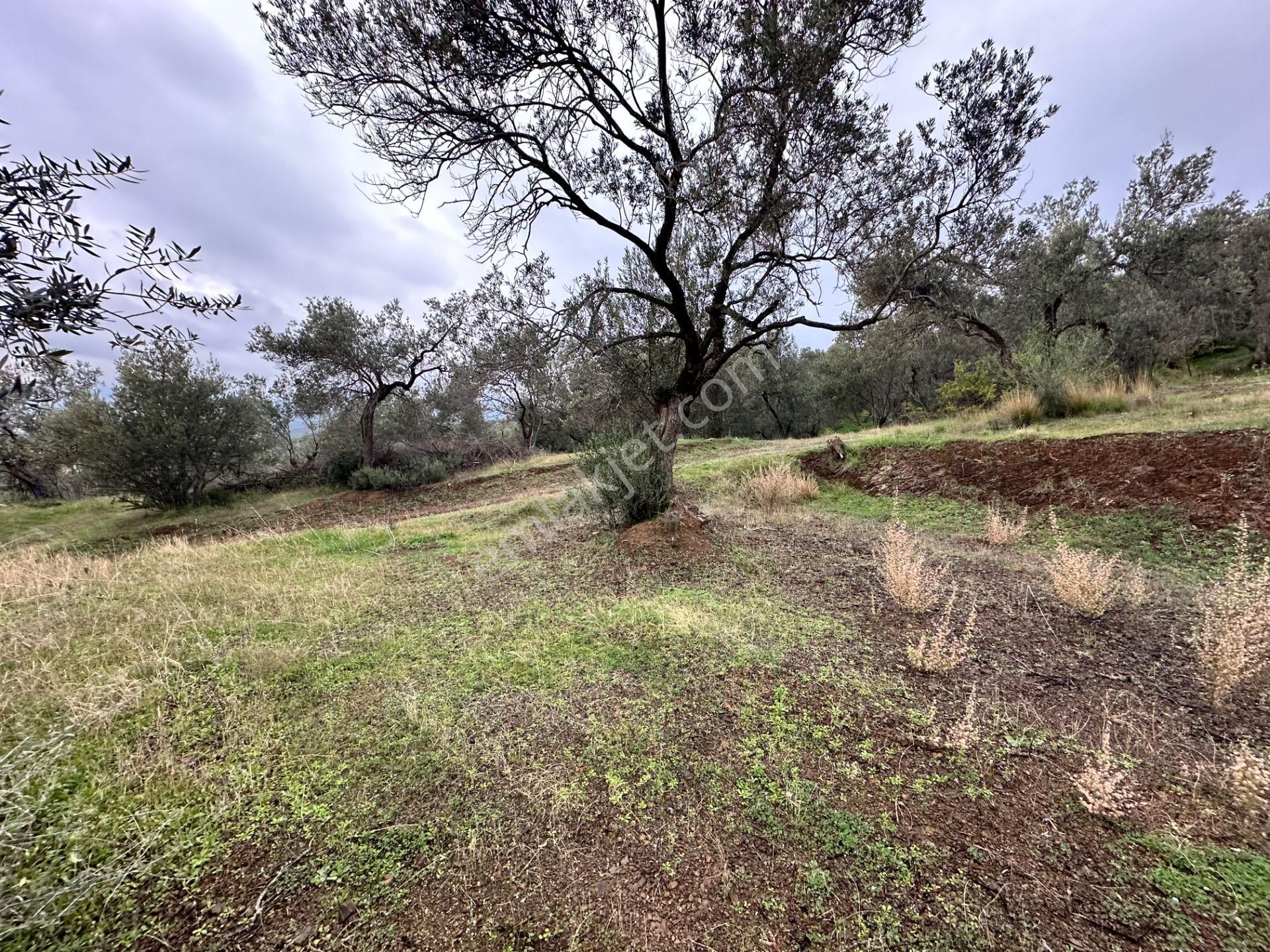 Mera Emlaktan Zeytinli Köyü 4.775 M2 Deniz Manzaralı Zeytinlik - Görsel 12