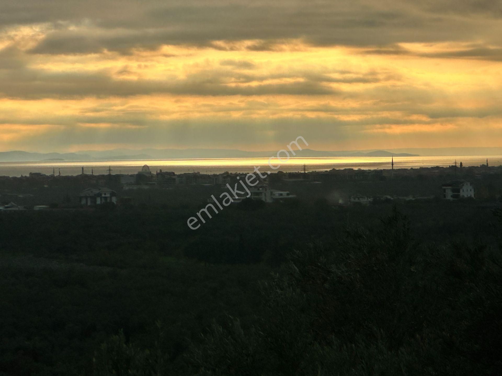 Mera Emlaktan Zeytinli Köyü 4.775 M2 Deniz Manzaralı Zeytinlik - Görsel 2