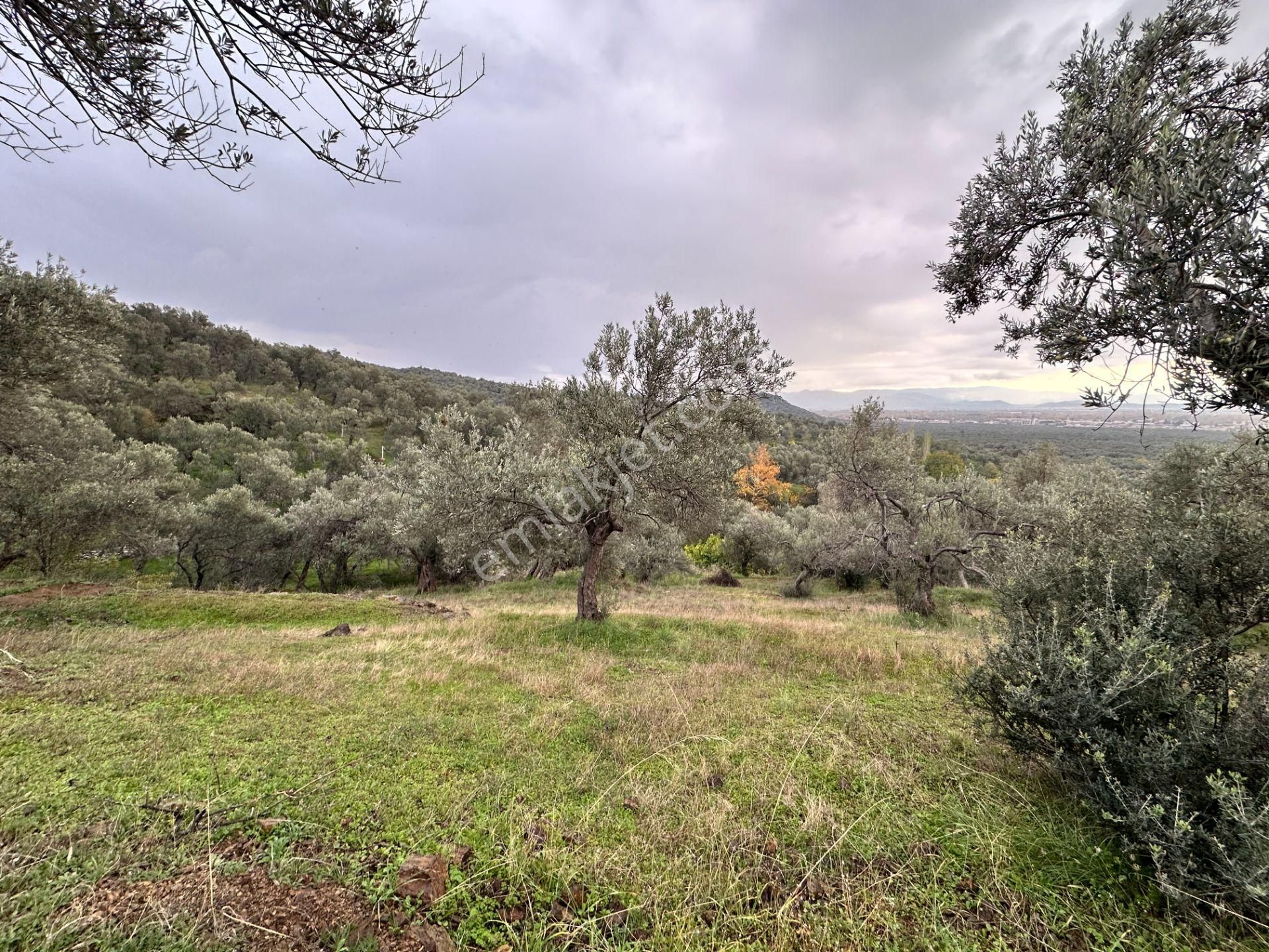 Mera Emlaktan Zeytinli Köyü 4.775 M2 Deniz Manzaralı Zeytinlik - Görsel 9