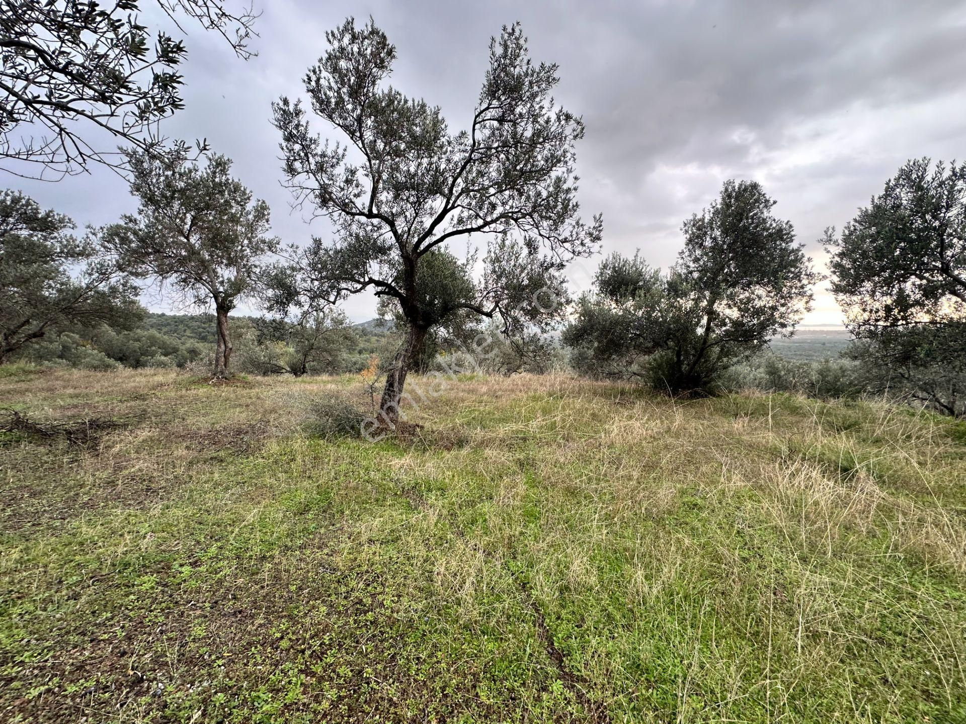Mera Emlaktan Zeytinli Köyü 4.775 M2 Deniz Manzaralı Zeytinlik - Görsel 15