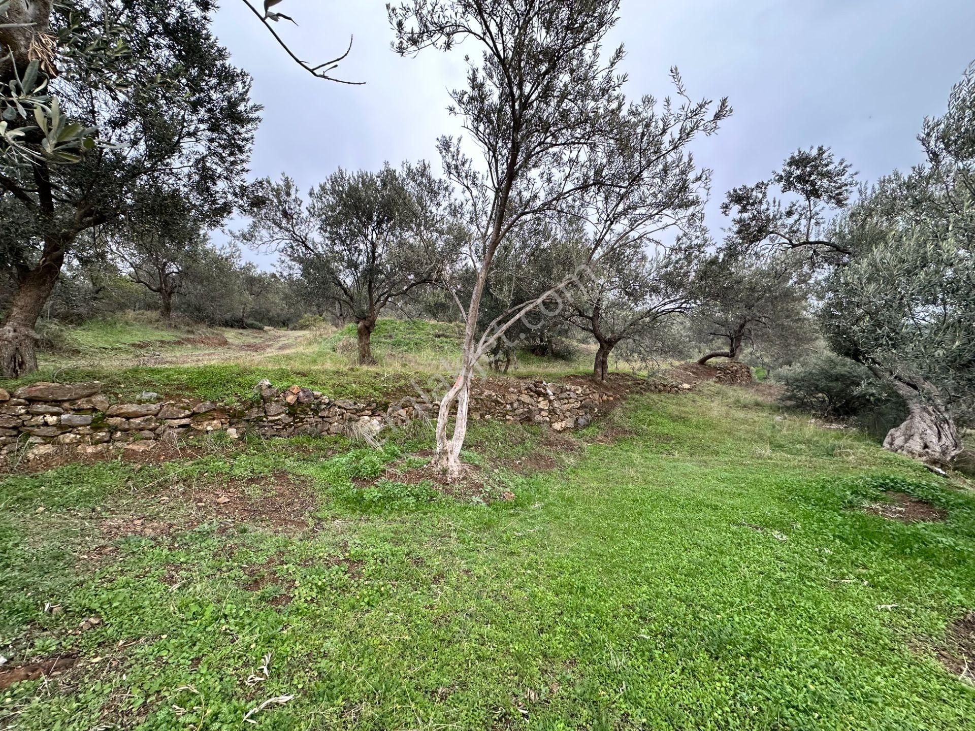 Mera Emlaktan Zeytinli Köyü 4.775 M2 Deniz Manzaralı Zeytinlik - Görsel 23