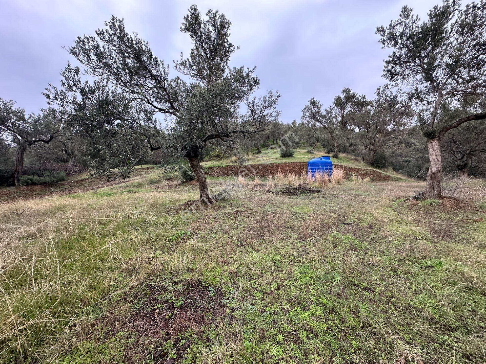 Mera Emlaktan Zeytinli Köyü 4.775 M2 Deniz Manzaralı Zeytinlik - Görsel 8