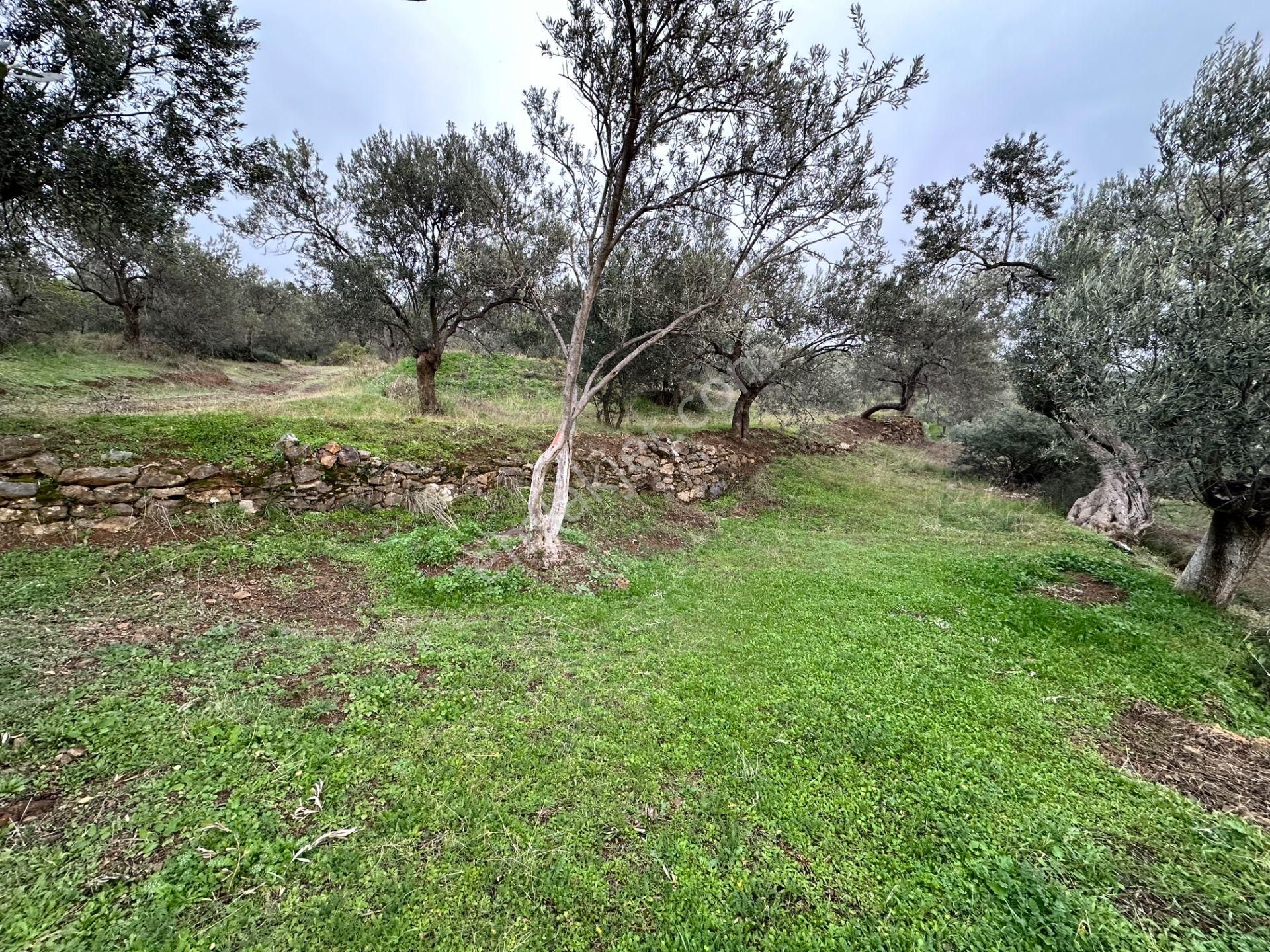 Mera Emlaktan Zeytinli Köyü 4.775 M2 Deniz Manzaralı Zeytinlik - Görsel 22