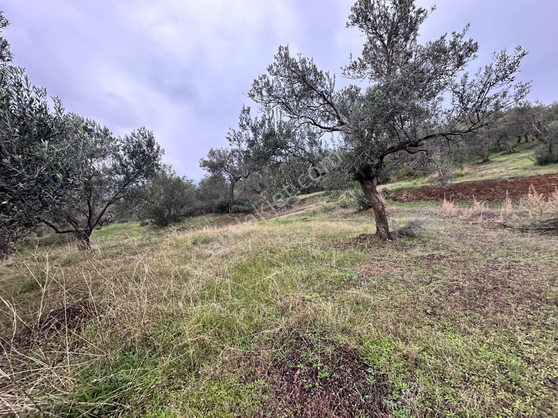 Mera Emlaktan Zeytinli Köyü 4.775 M2 Deniz Manzaralı Zeytinlik - Görsel 20